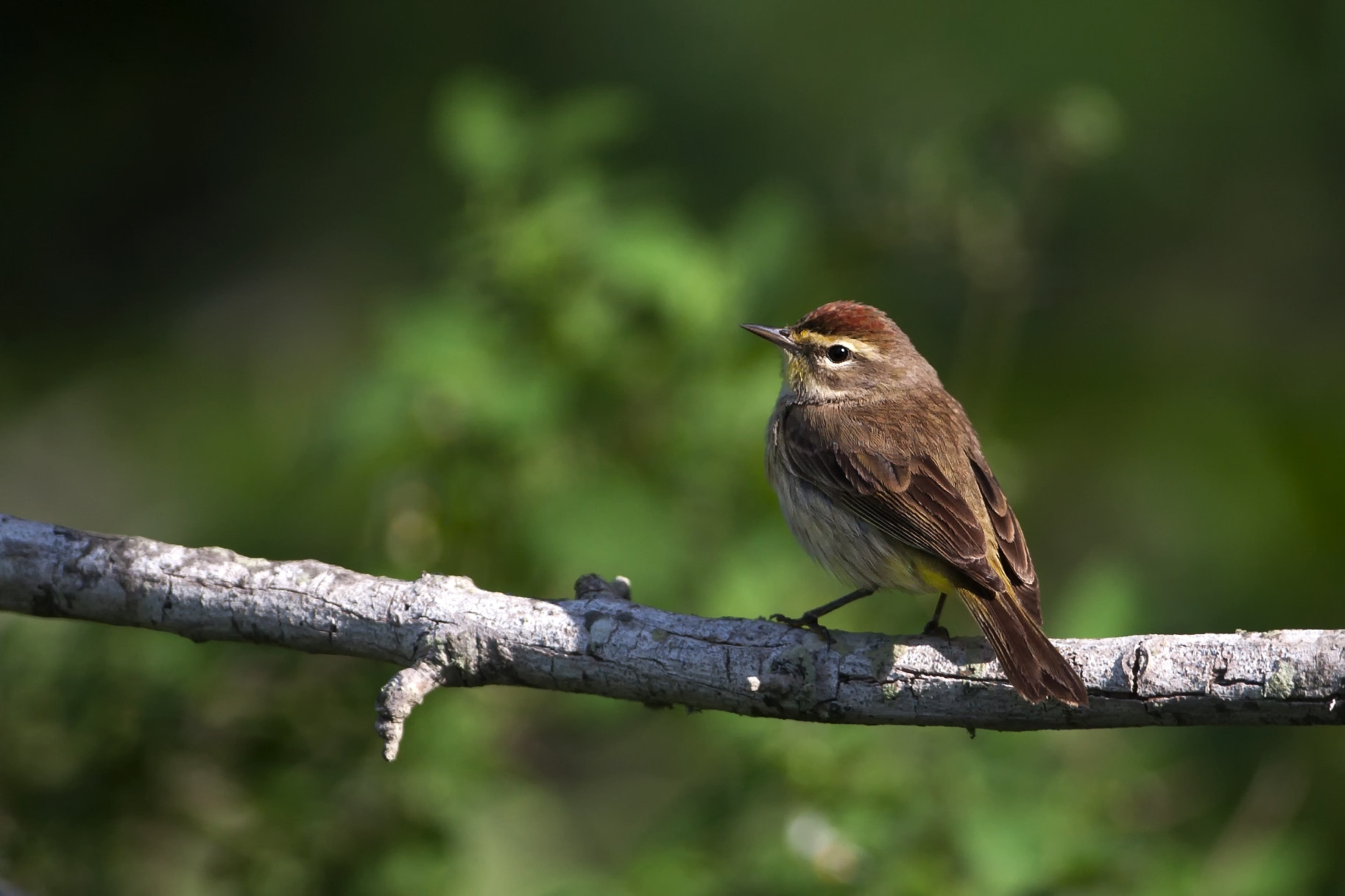 Canon EOS-1D Mark III + Canon EF 500mm F4L IS USM sample photo. Palm warbler photography