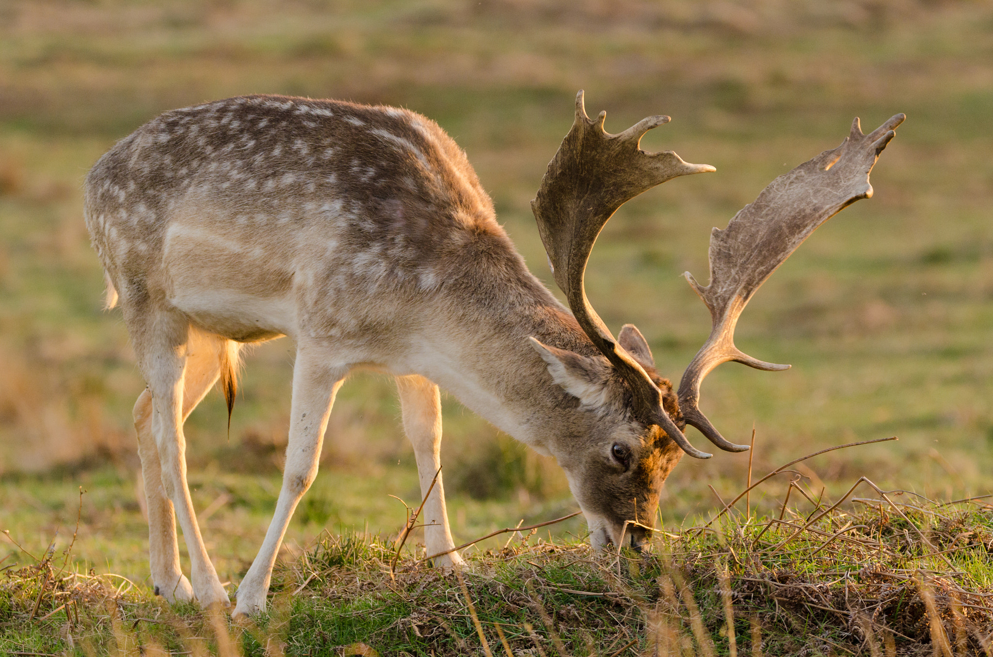 Sigma 150-600mm F5-6.3 DG OS HSM | C sample photo. Fallow me around pt. 2 photography