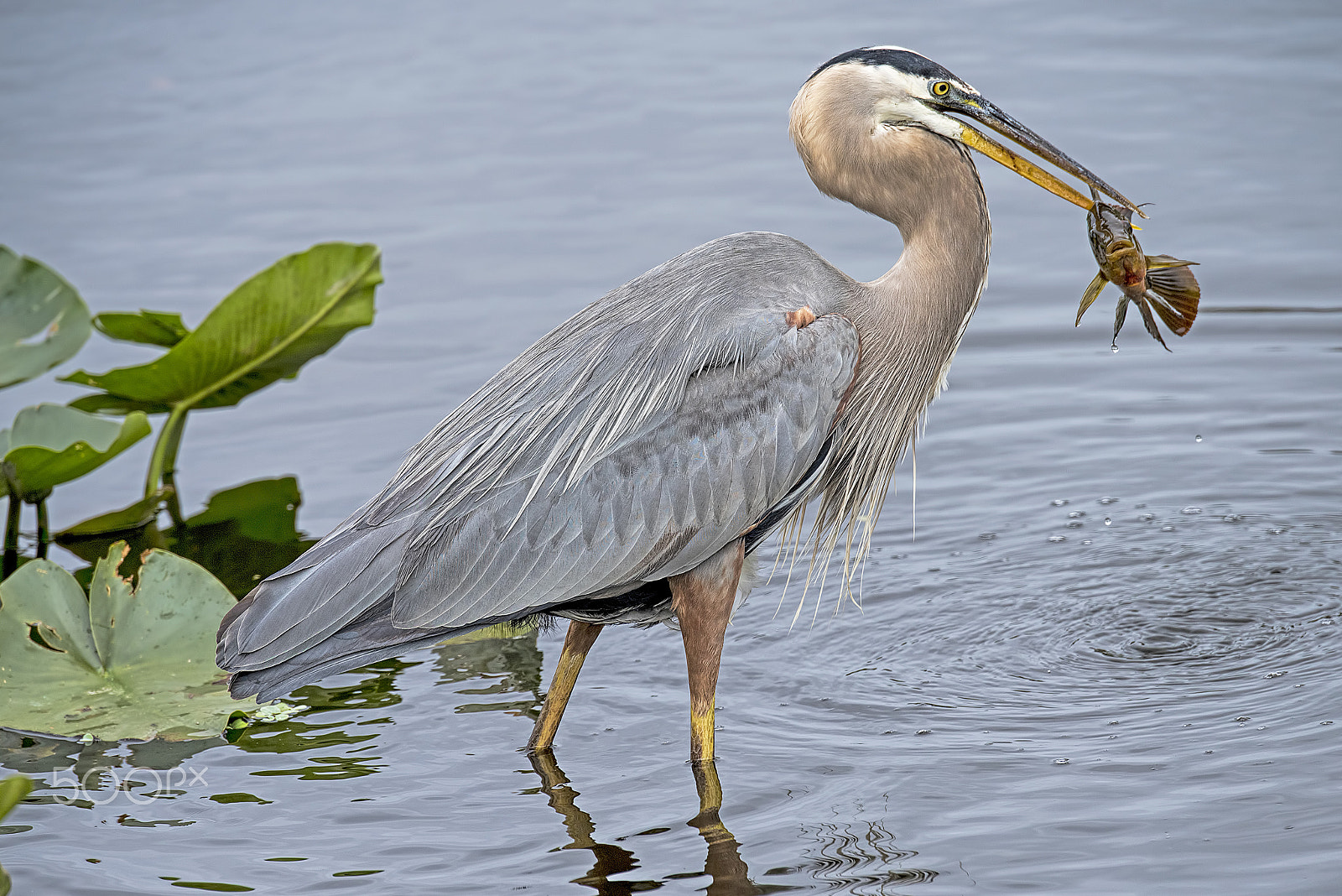 Nikon D810 sample photo. Fishing photography