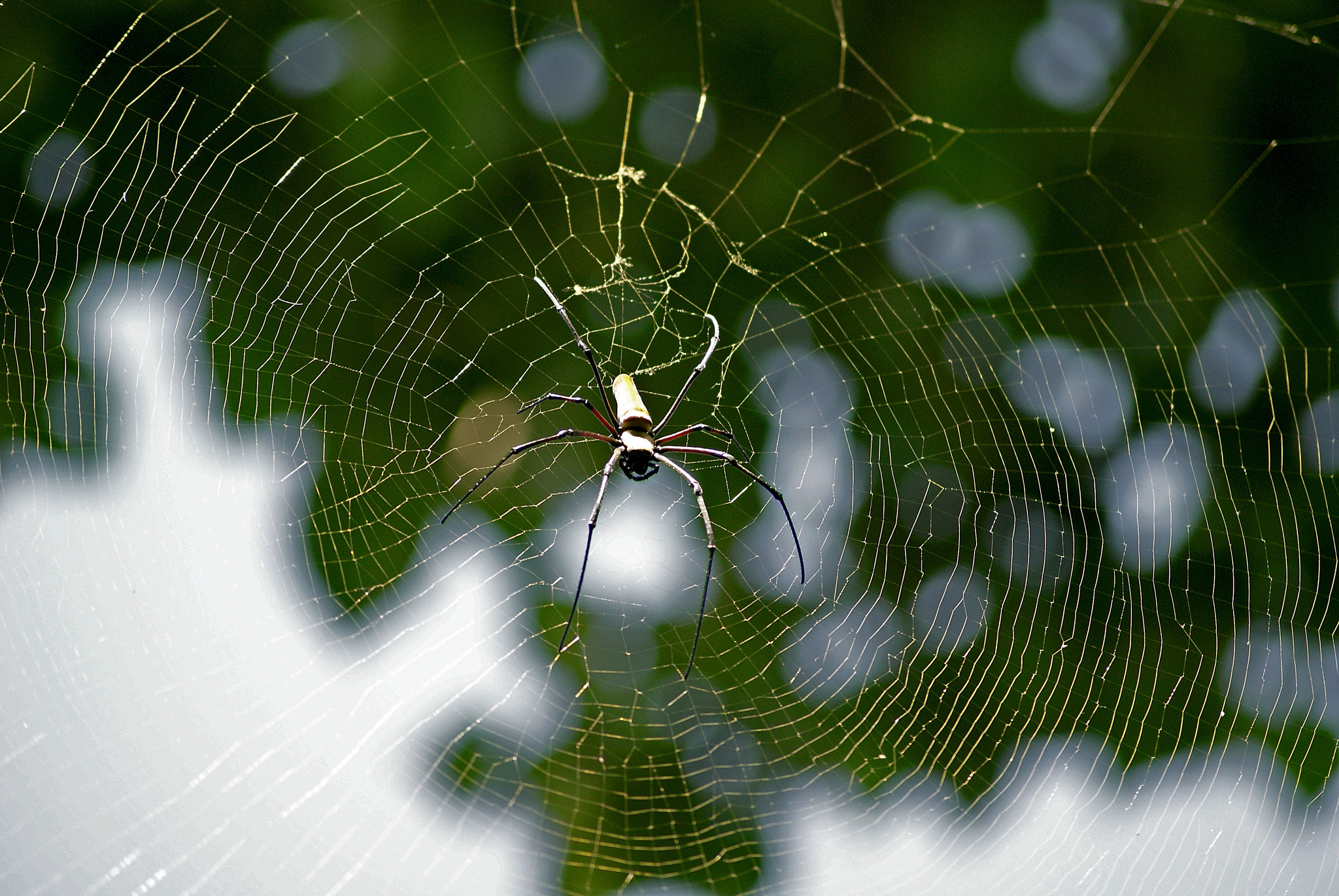 Sony Alpha DSLR-A300 + Sony DT 55-200mm F4-5.6 SAM sample photo. Spider iii photography