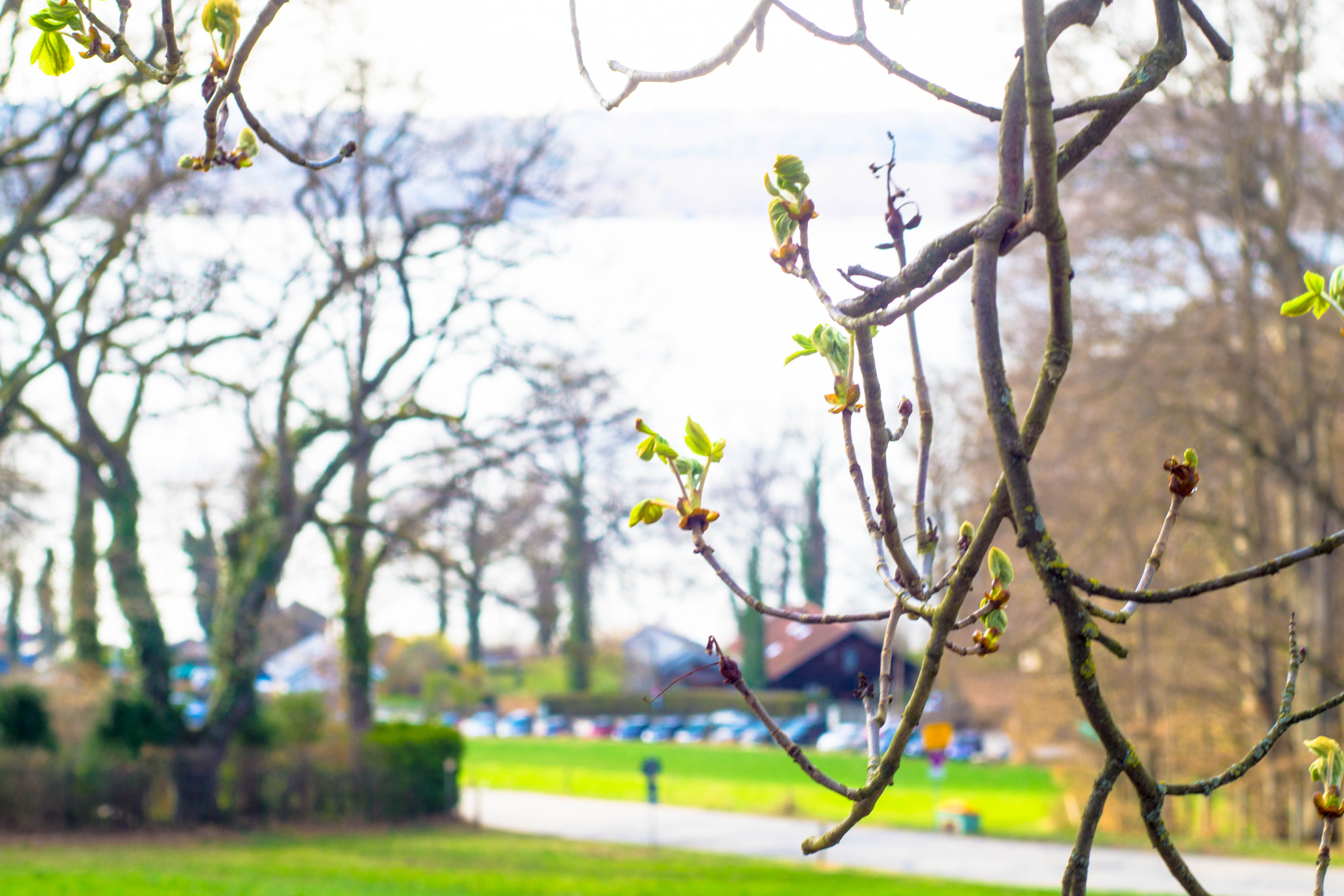 Sony a6000 + MACRO 50mm F2.8 sample photo. Blick auf leoni von der kastanienallee photography