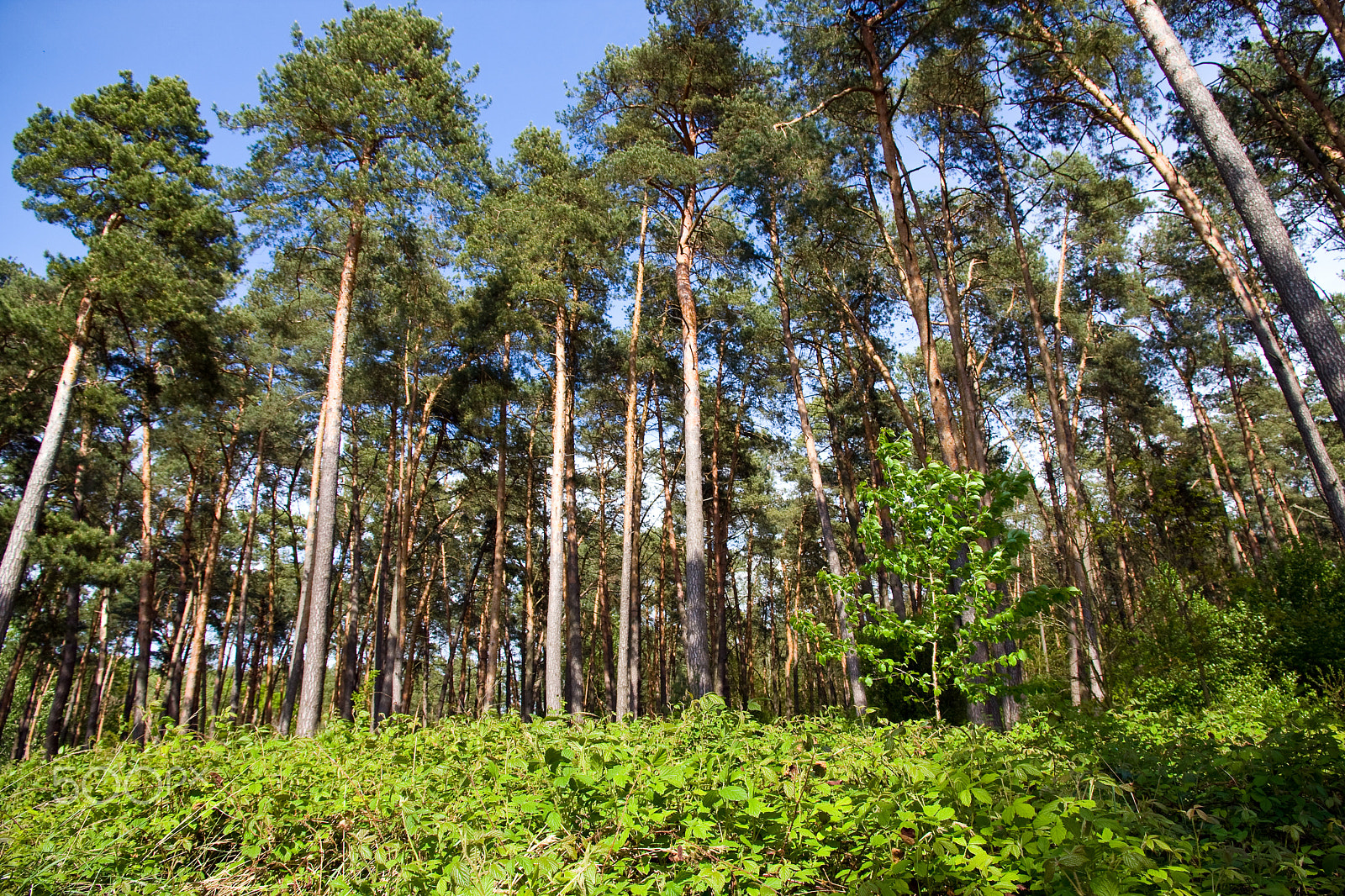 Canon EOS 40D sample photo. Green garden photography