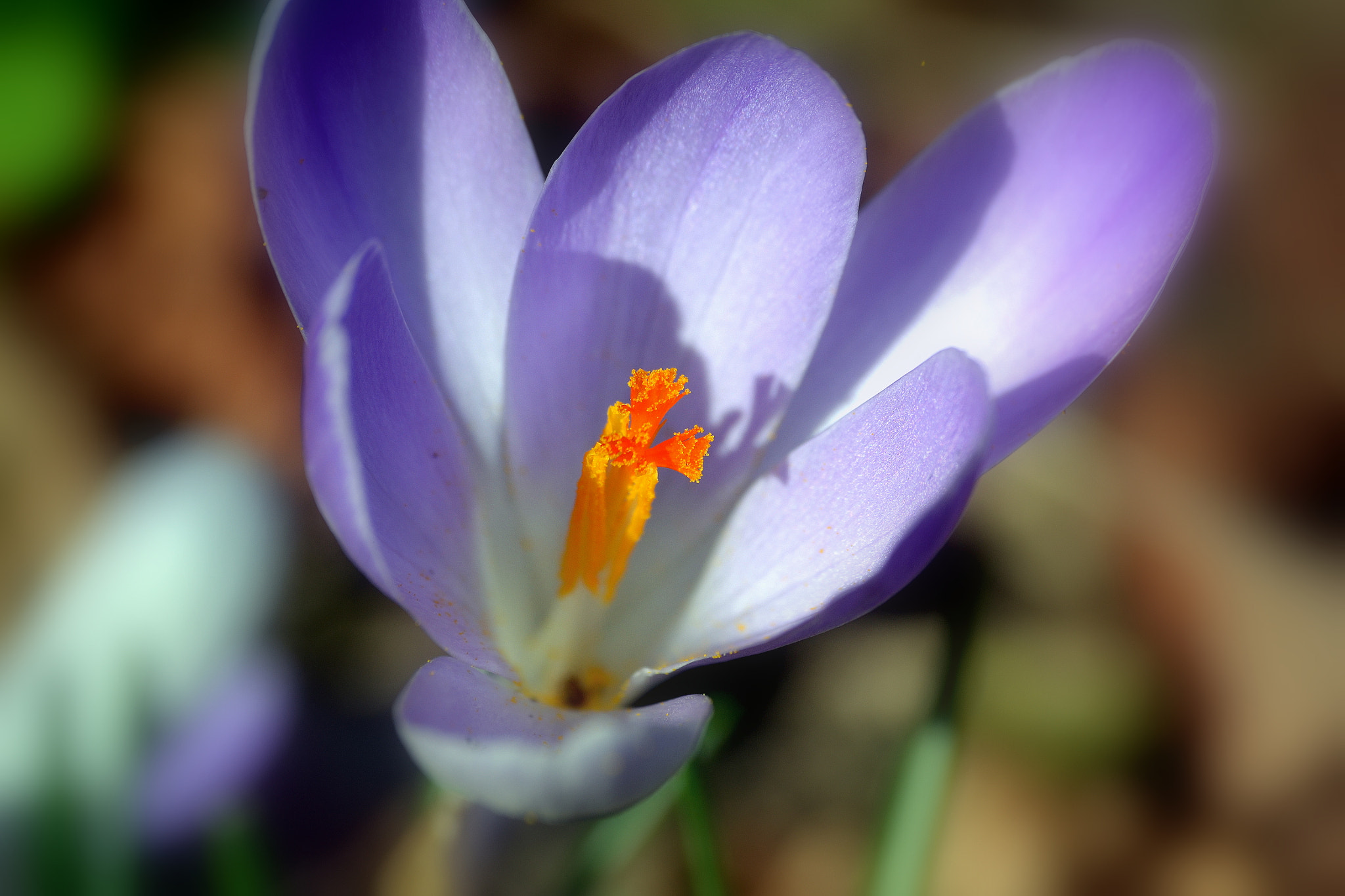 Sigma 70-300mm F4-5.6 APO DG Macro sample photo. "la vie est une passion par laquelle la beauté passe par une moindre perfection." photography