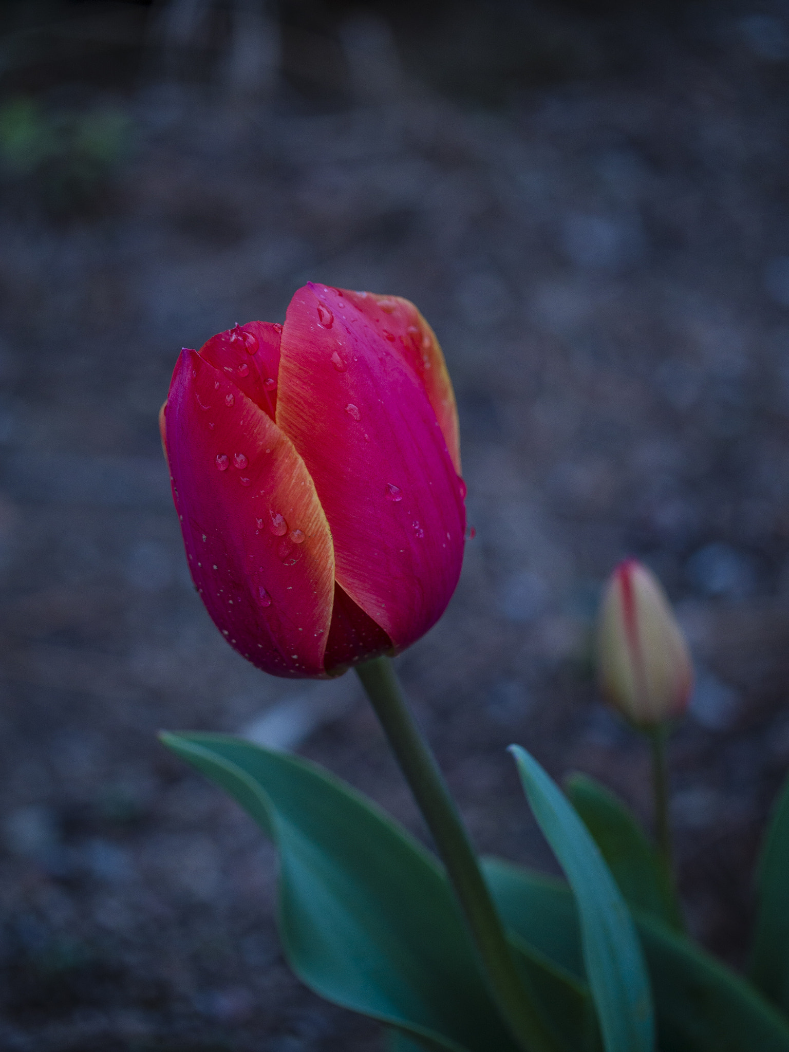 Panasonic Leica DG Macro-Elmarit 45mm F2.8 ASPH OIS sample photo. Tulipanes photography