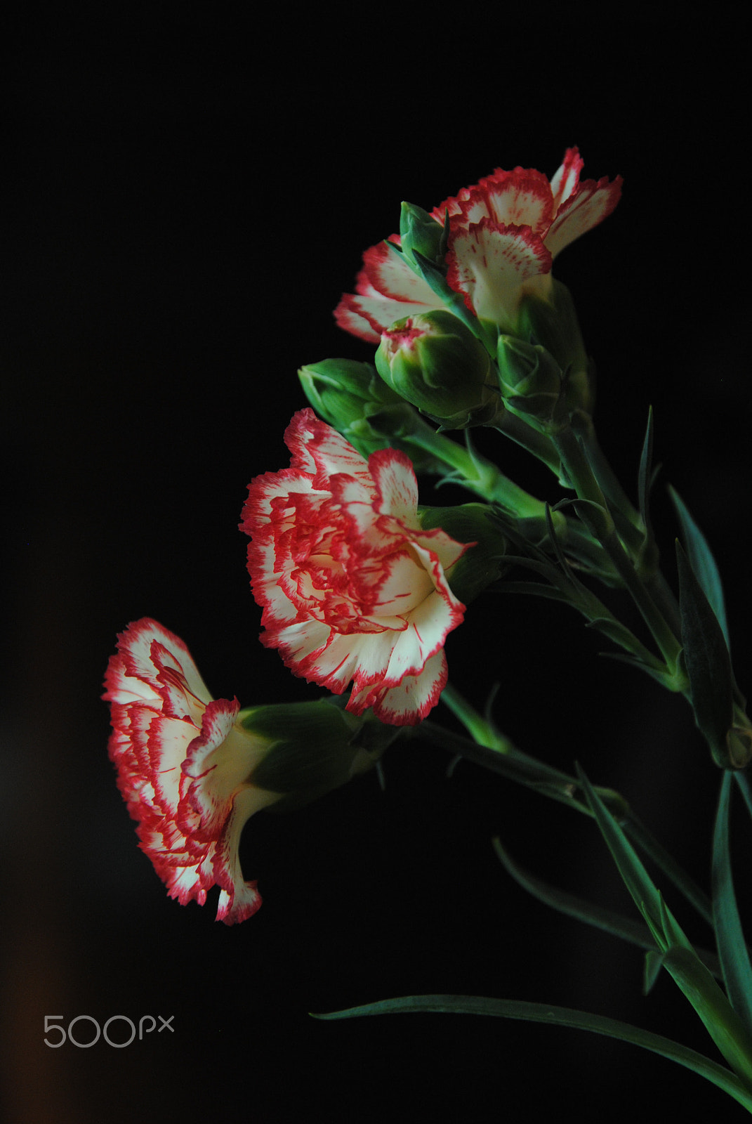 Nikon D3000 sample photo. Remembrance photography