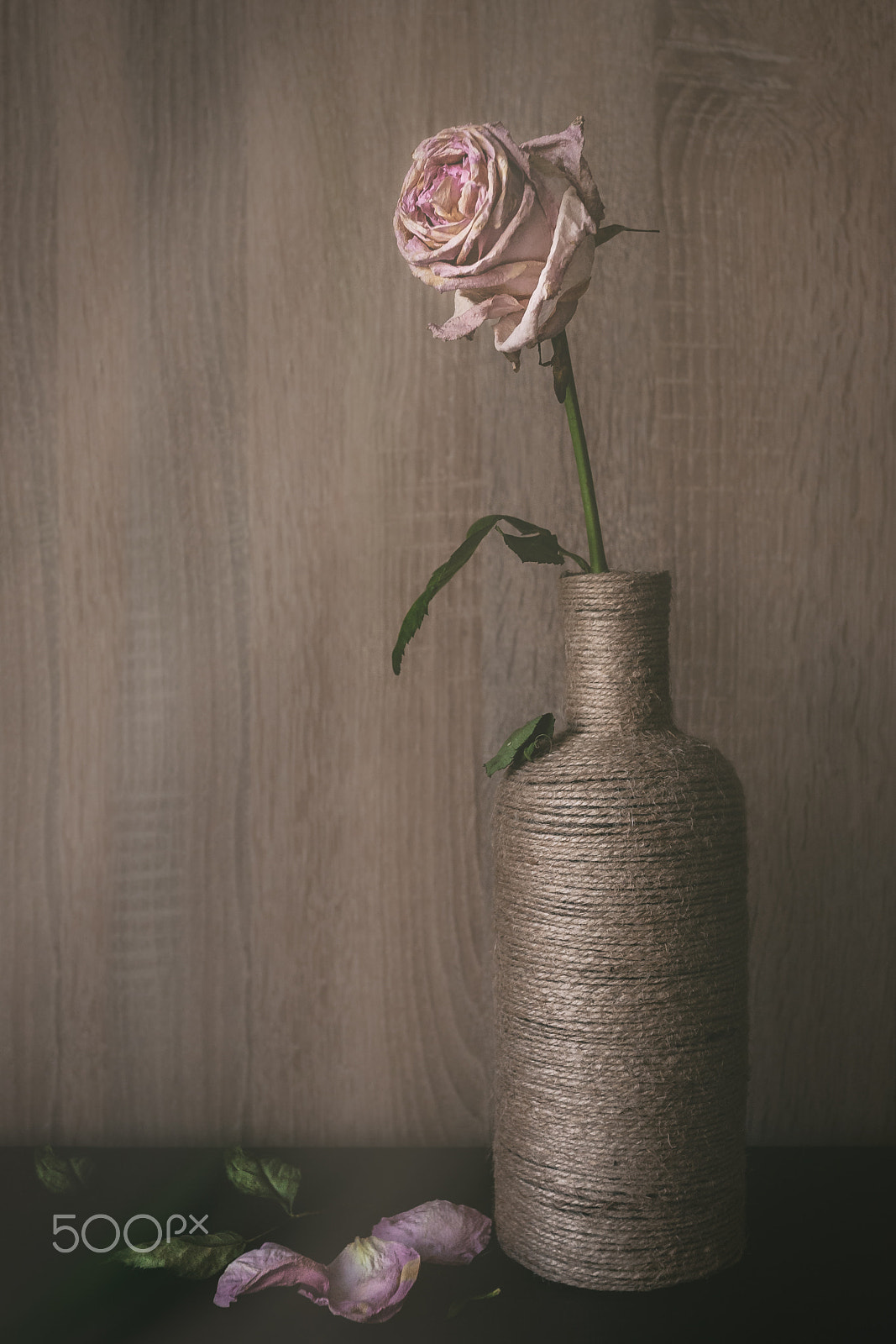 Canon EOS 5D + Canon EF 17-40mm F4L USM sample photo. "old rose" photography