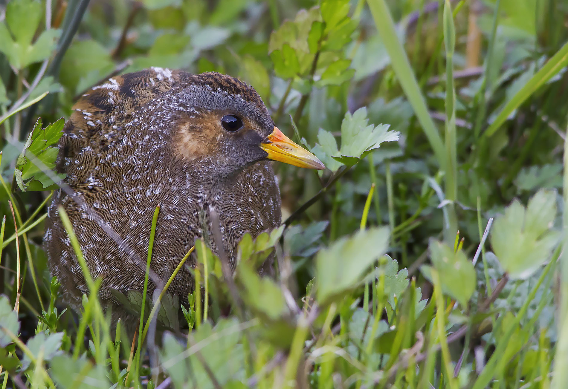 Sigma 150-500mm F5-6.3 DG OS HSM sample photo. Spotted crake, voltolino  photography