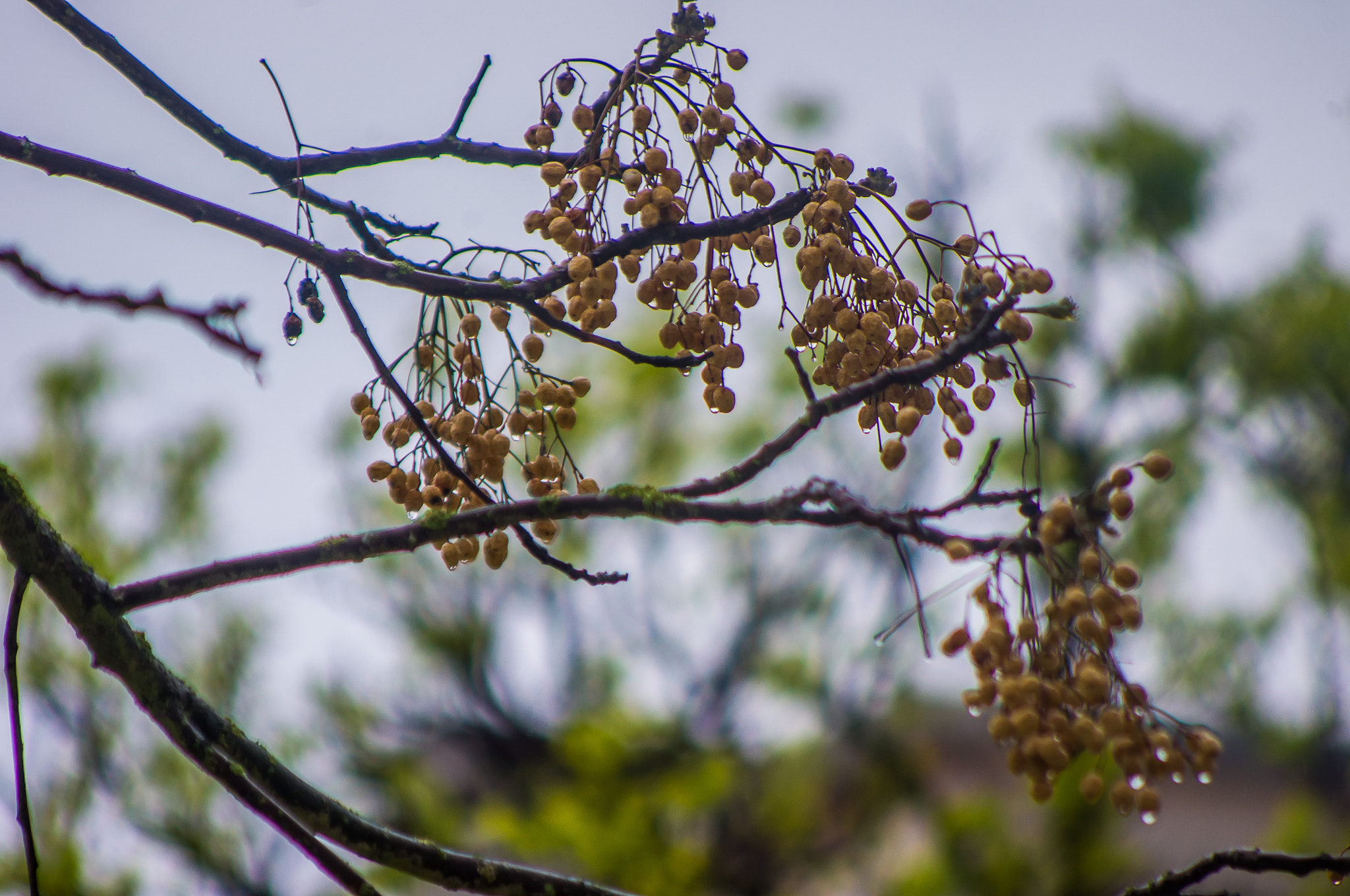 Pentax K-x sample photo. Because it's raining today-02 photography