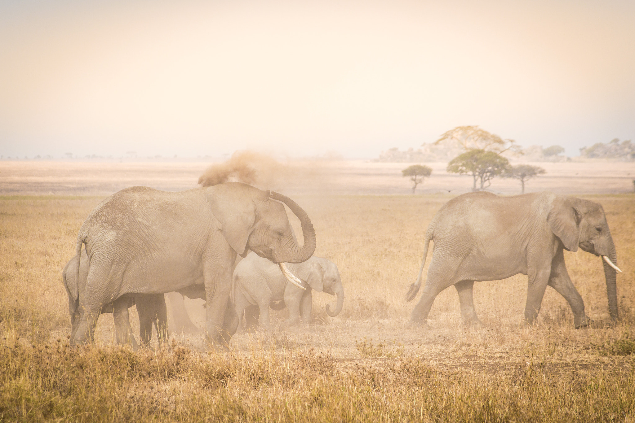 Canon EOS 650D (EOS Rebel T4i / EOS Kiss X6i) sample photo. Elephants in the dust photography