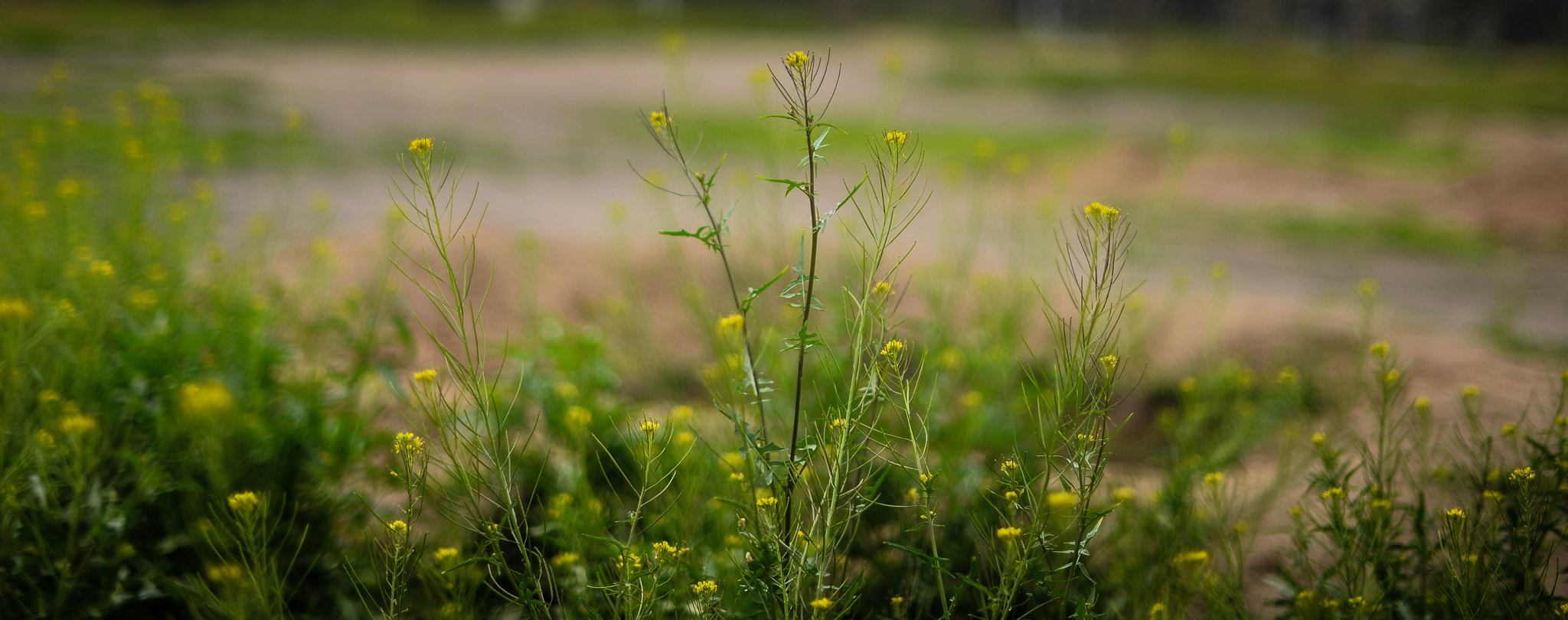 Nikon D610 + Nikon AF-S Nikkor 50mm F1.4G sample photo. Msm photography