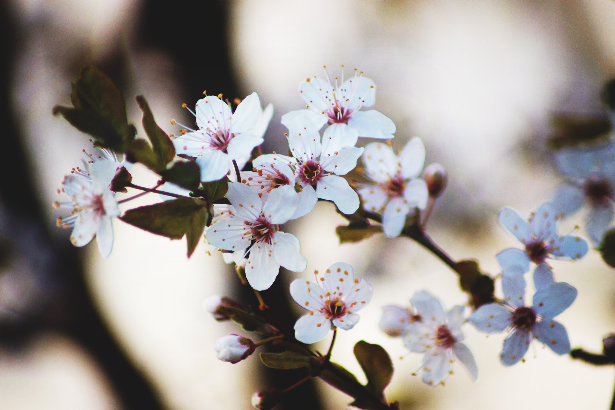 Canon EOS 50D + Canon EF 70-210mm f/4 sample photo. Spring in vienna photography