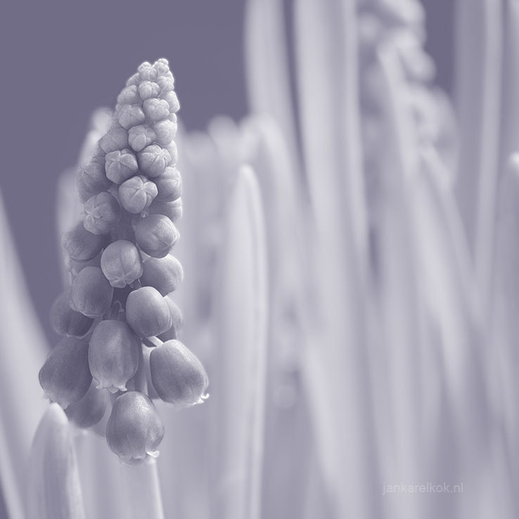 Nikon AF-S Micro-Nikkor 60mm F2.8G ED sample photo. Muscari photography