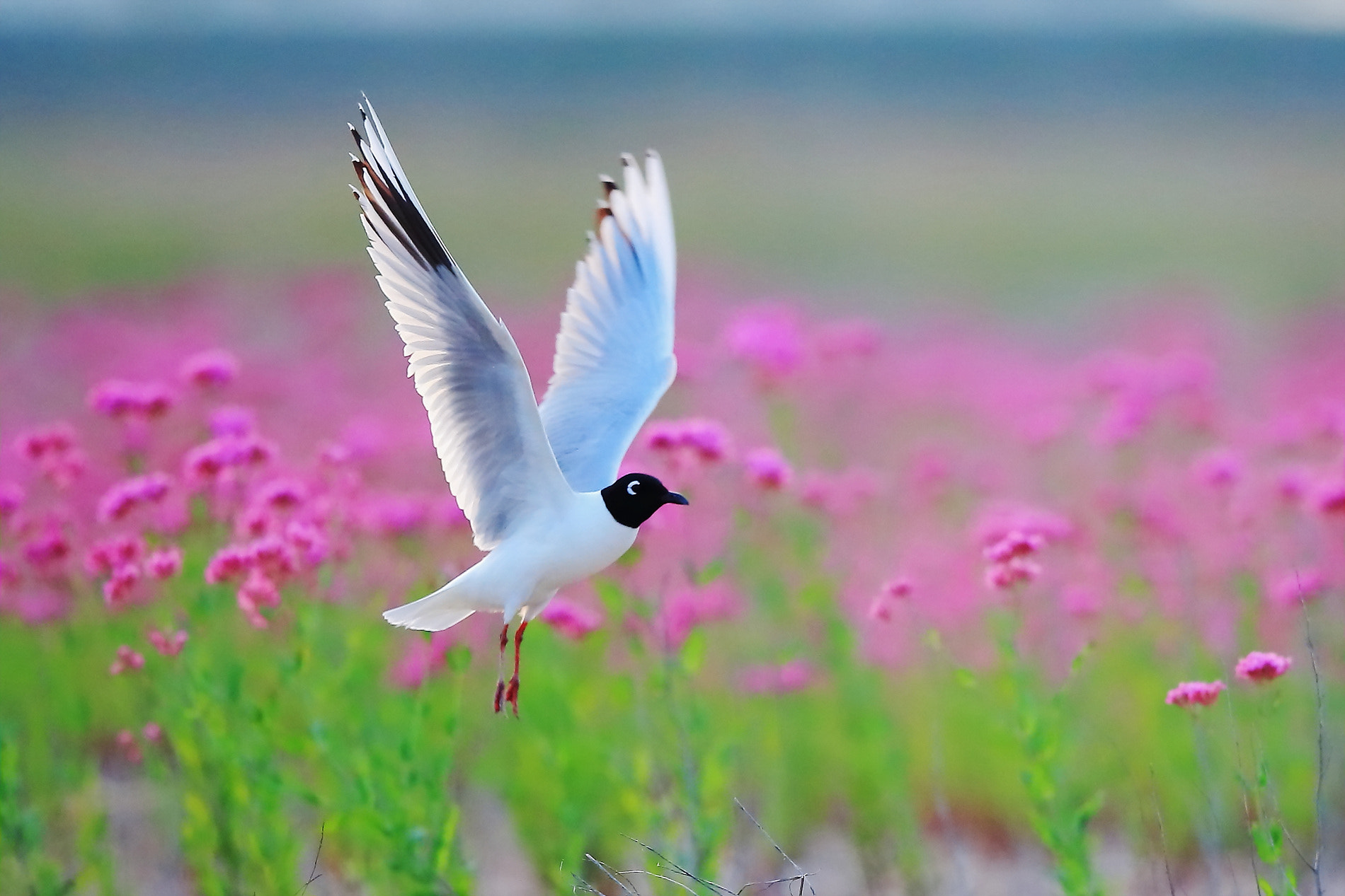 Canon EF 400mm F2.8L IS II USM sample photo. 검은머리갈매기 photography