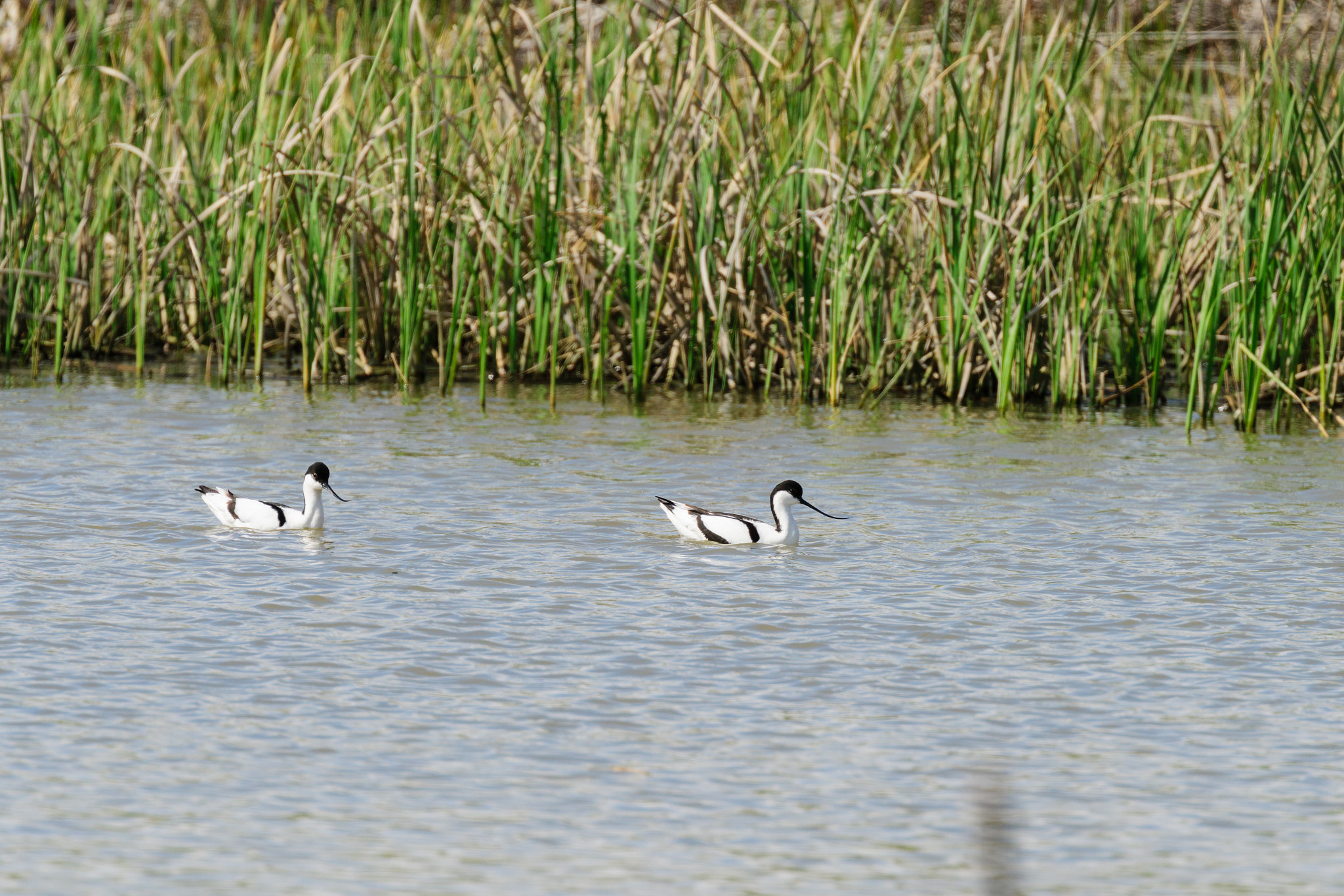 Sony a7R II sample photo. A pair of avocets photography