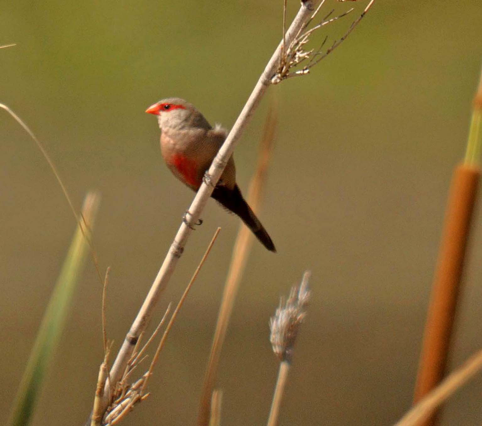 Sigma 150-500mm F5-6.3 DG OS HSM sample photo. Grey waxbill. photography