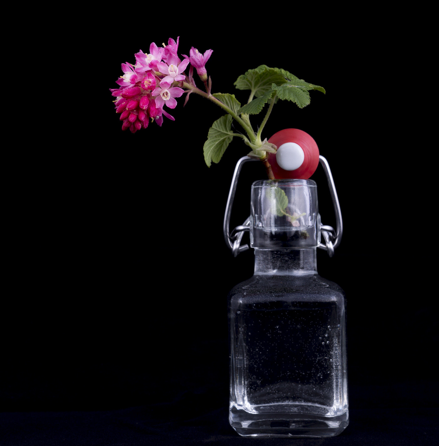 Sony SLT-A77 sample photo. Ribes in jar (b) photography