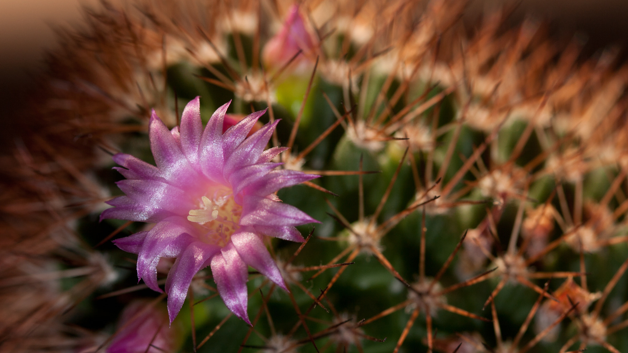Canon EF 100mm F2.8 Macro USM sample photo. Cactus photography