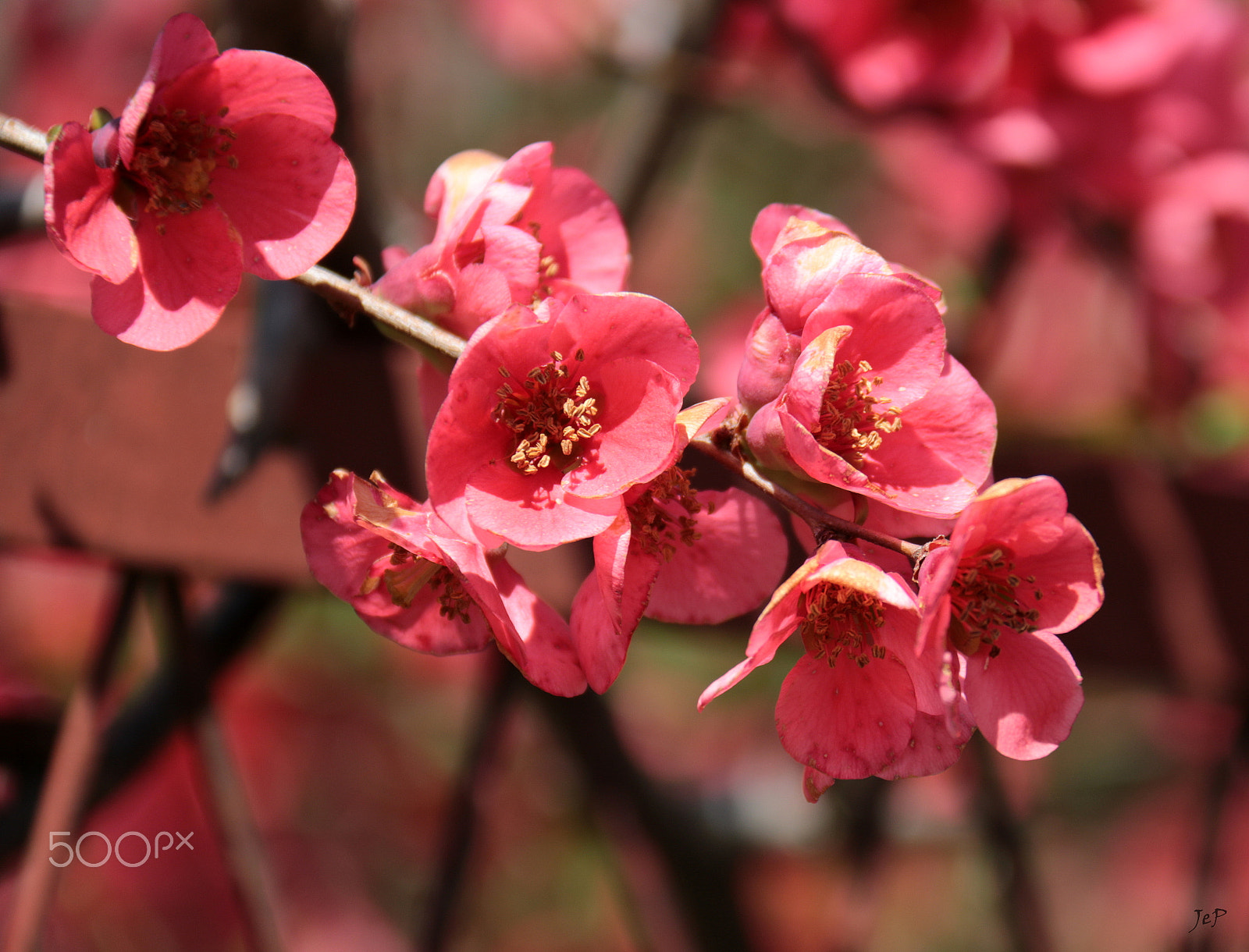 Canon EOS 760D (EOS Rebel T6s / EOS 8000D) + Canon EF-S 18-200mm F3.5-5.6 IS sample photo. ... again...flower... photography