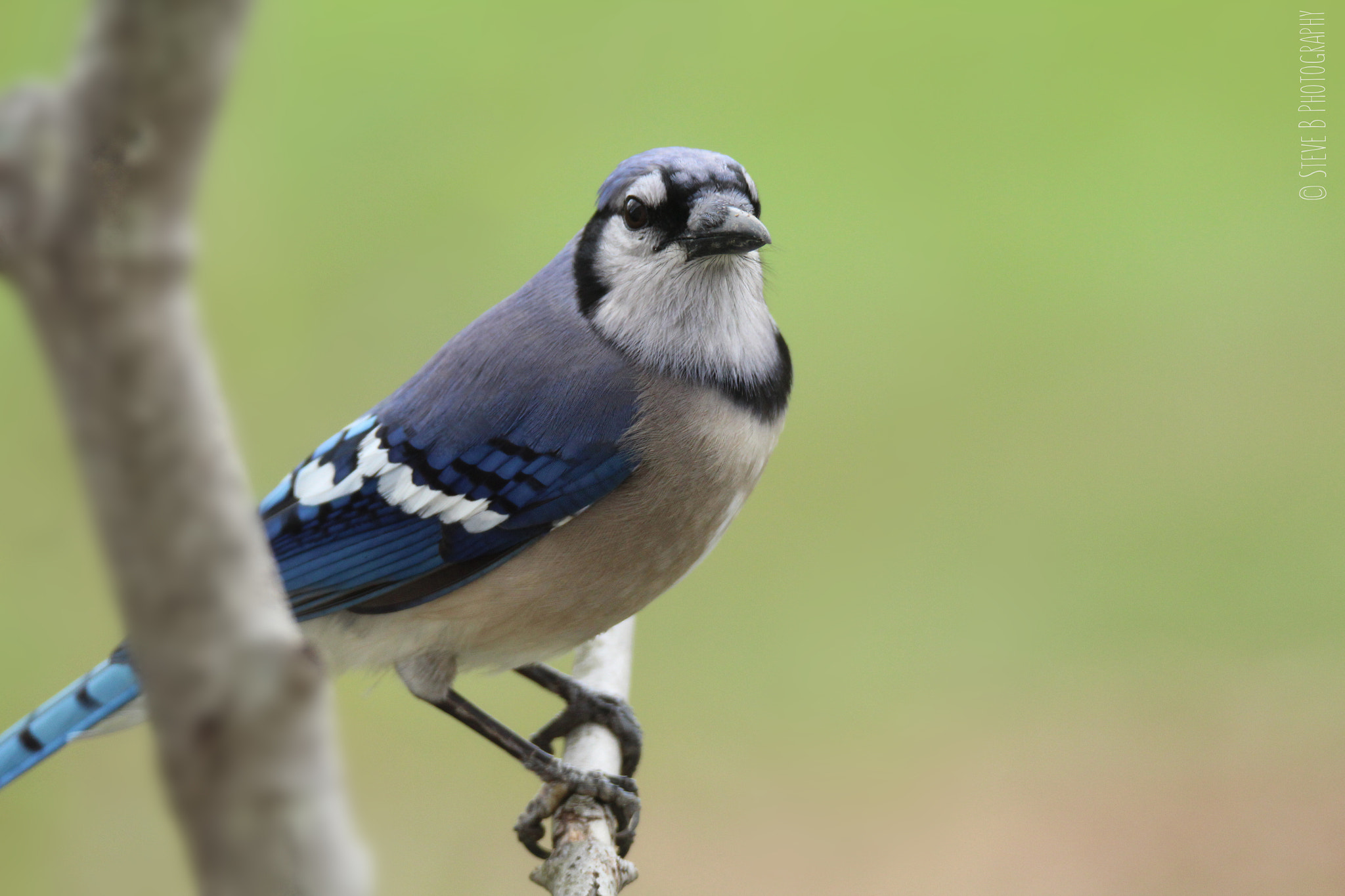 Tamron SP 150-600mm F5-6.3 Di VC USD sample photo. Blue jay photography