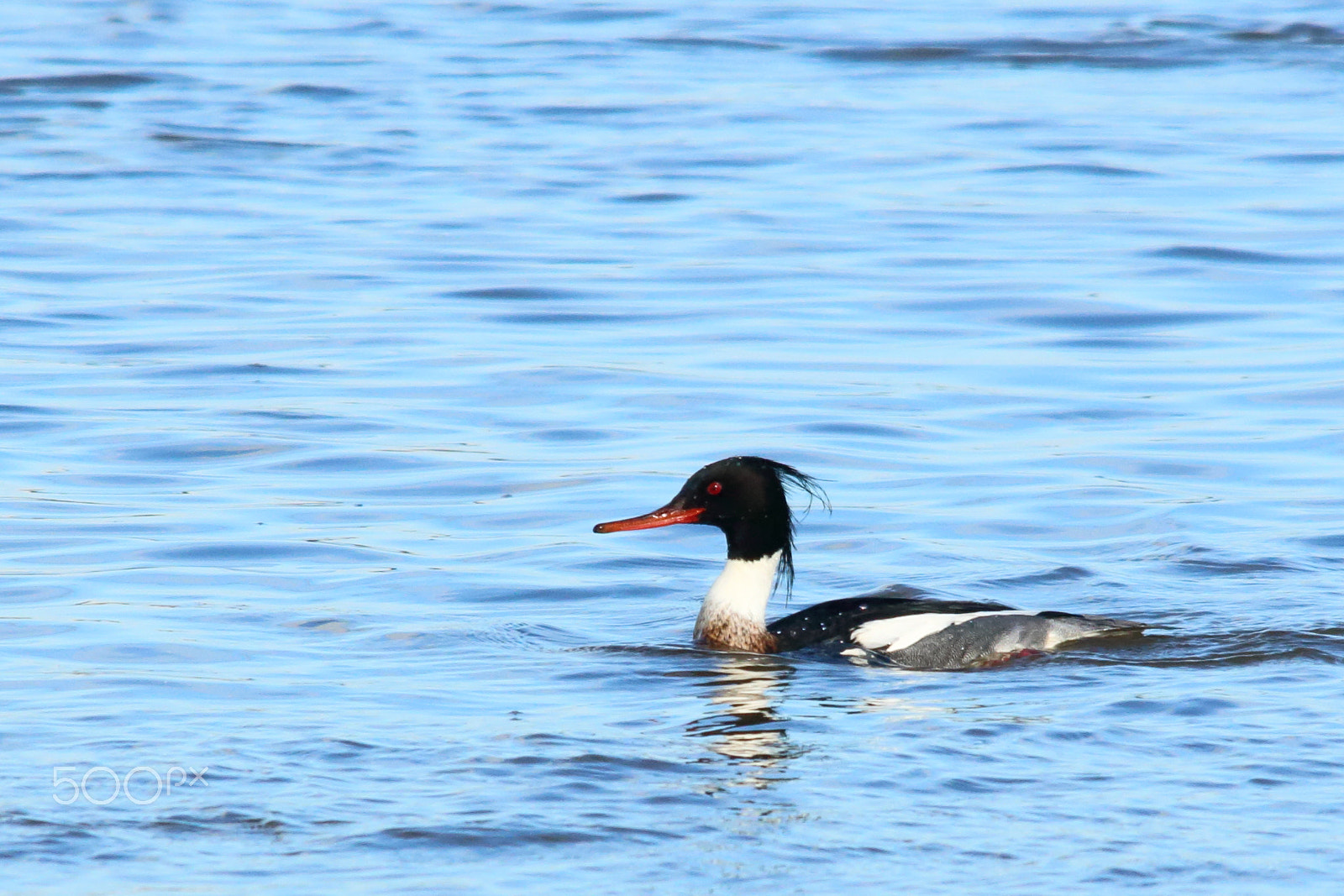 Sigma 150-500mm F5-6.3 DG OS HSM sample photo. Red-breast photography