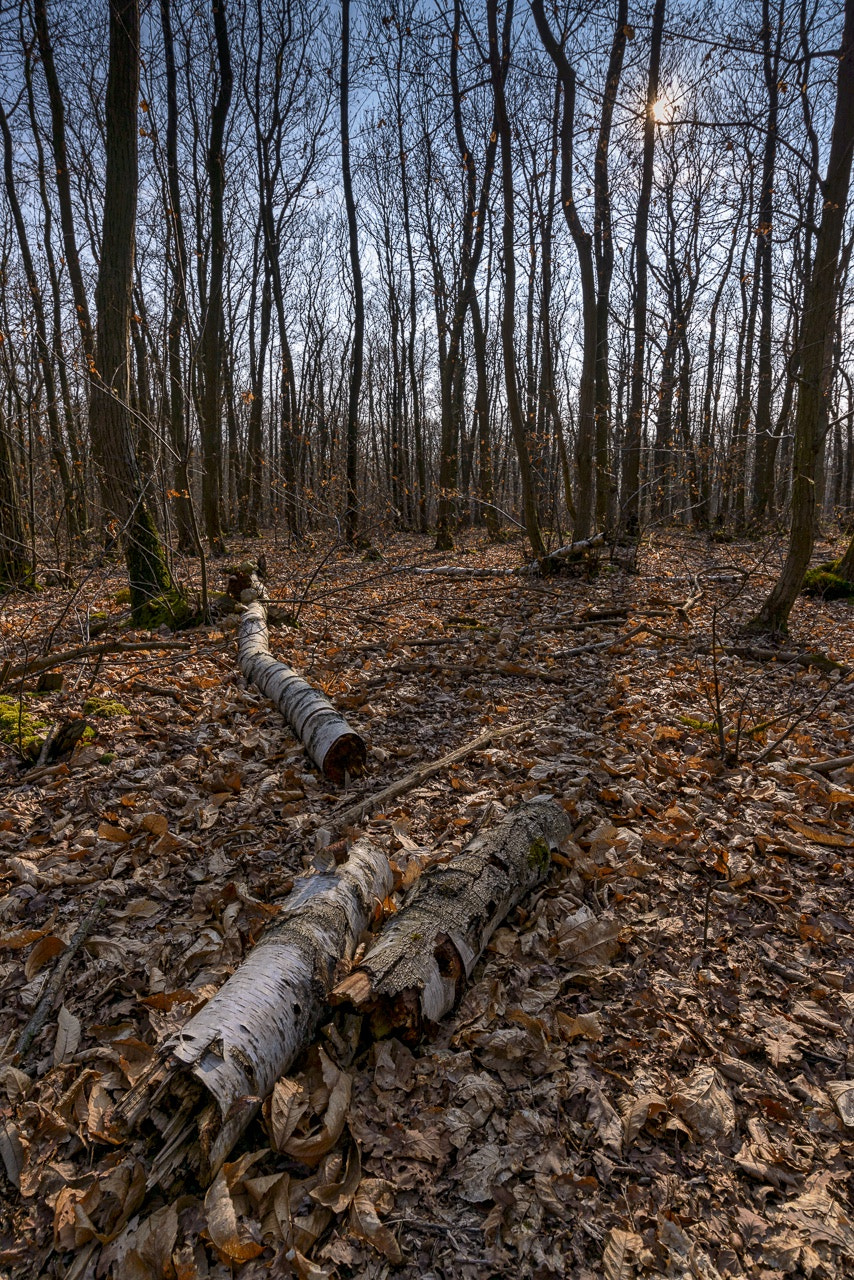 Nikon AF-S Nikkor 18-35mm F3.5-4.5G ED sample photo. Forest photography