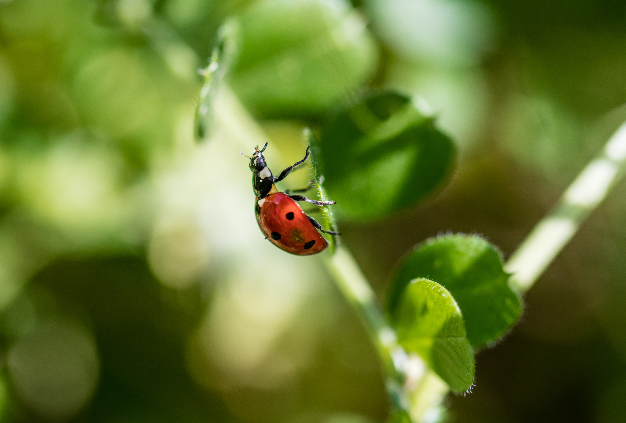 Canon EOS 5DS R + Canon EF 100mm F2.8L Macro IS USM sample photo. A ladybug's garden photography
