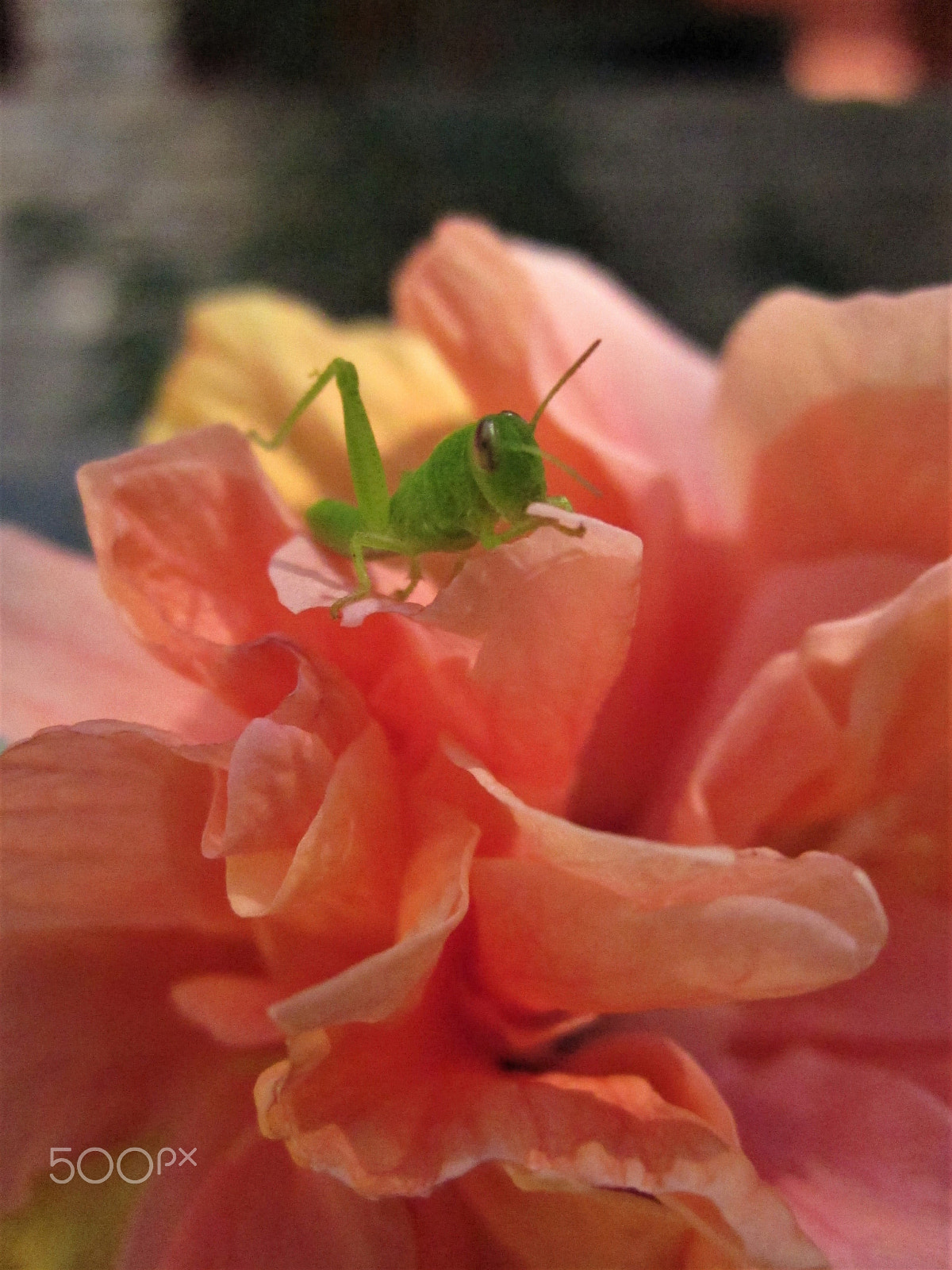 Canon PowerShot SD780 IS (Digital IXUS 100 IS / IXY Digital 210 IS) sample photo. Flowerarian photography