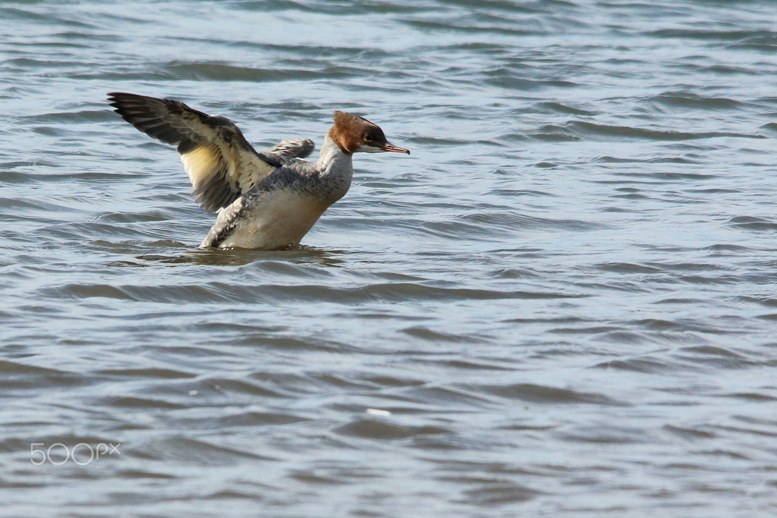 Canon EOS 70D + Sigma 150-500mm F5-6.3 DG OS HSM sample photo. Goosander photography