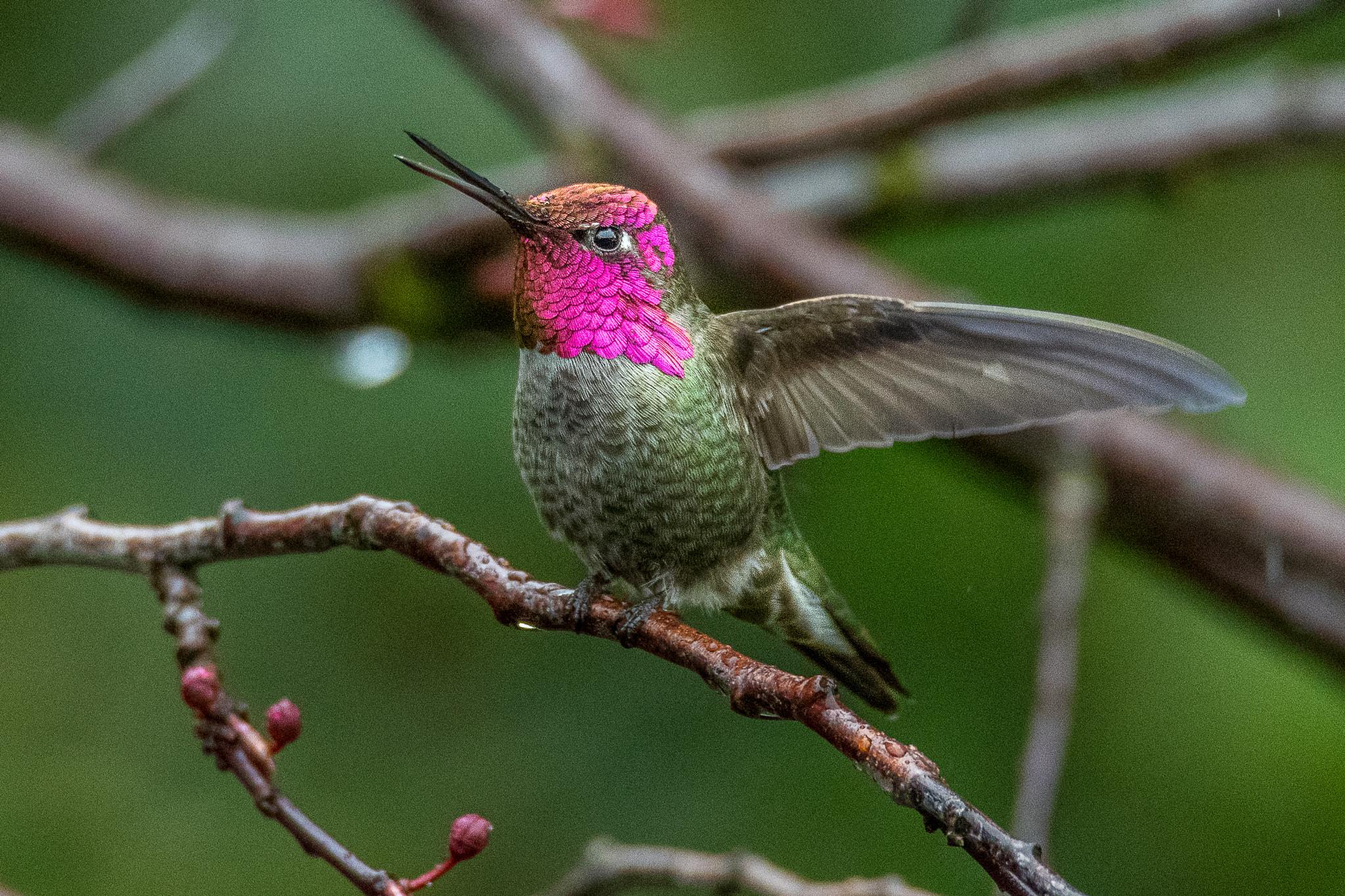 Nikon D500 sample photo. Talking hummingbird photography