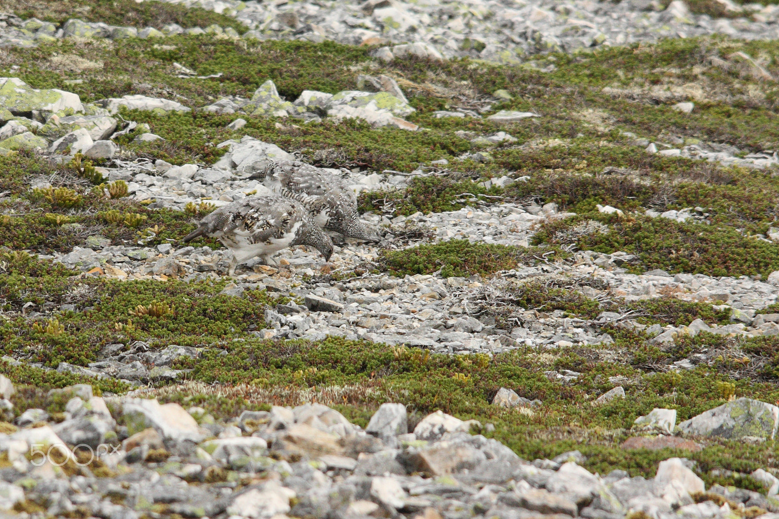 Sigma 150-500mm F5-6.3 DG OS HSM sample photo. Rock birds photography