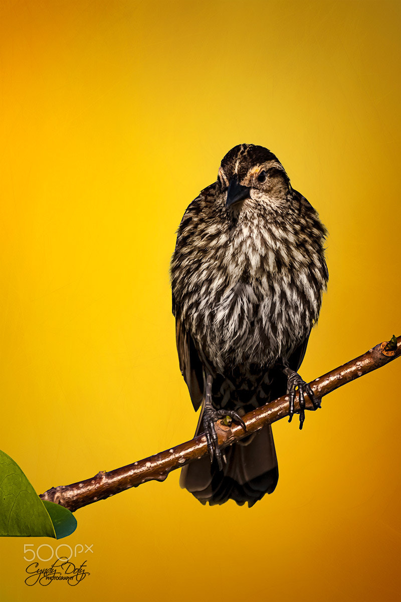 Canon EOS 50D sample photo. Female red-winged black bird photography