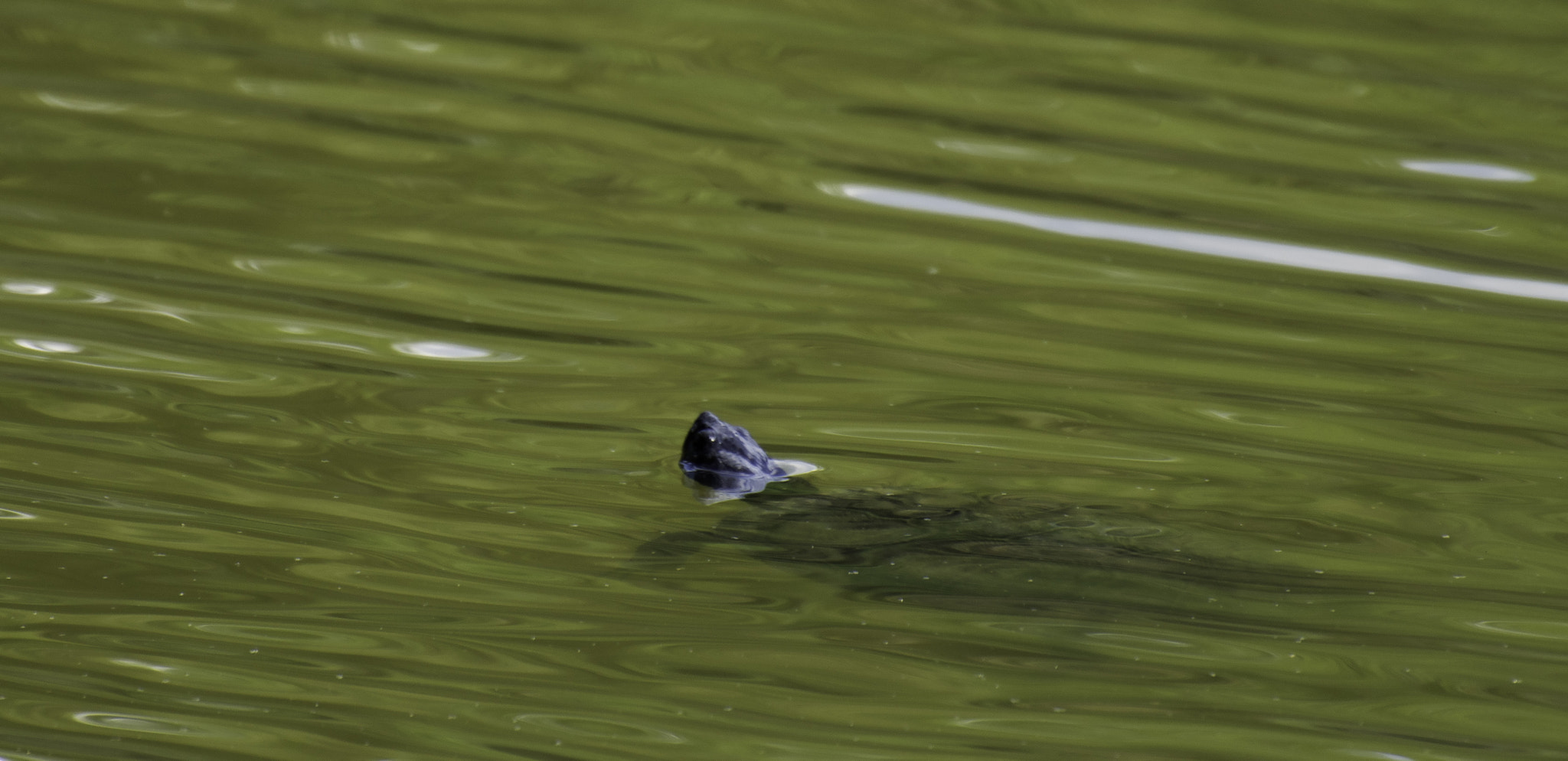 Nikon D7200 sample photo. Swimming turtle photography