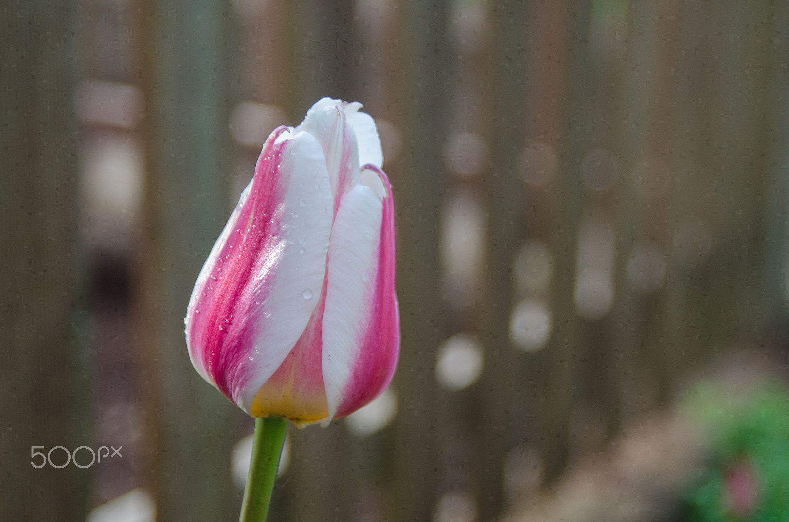 AF Zoom-Nikkor 28-80mm f/3.3-5.6G sample photo. Spring photography
