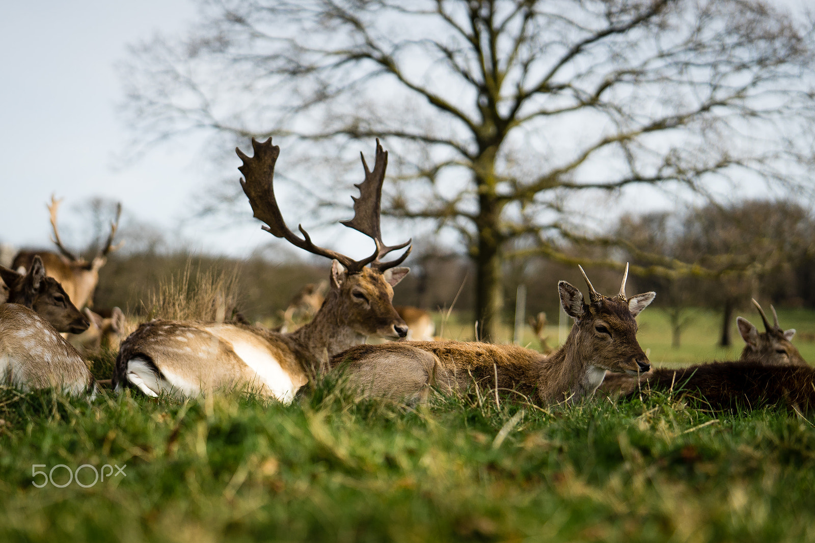 Sony a7 + Sony FE 90mm F2.8 Macro G OSS sample photo. Deers at richmond park photography