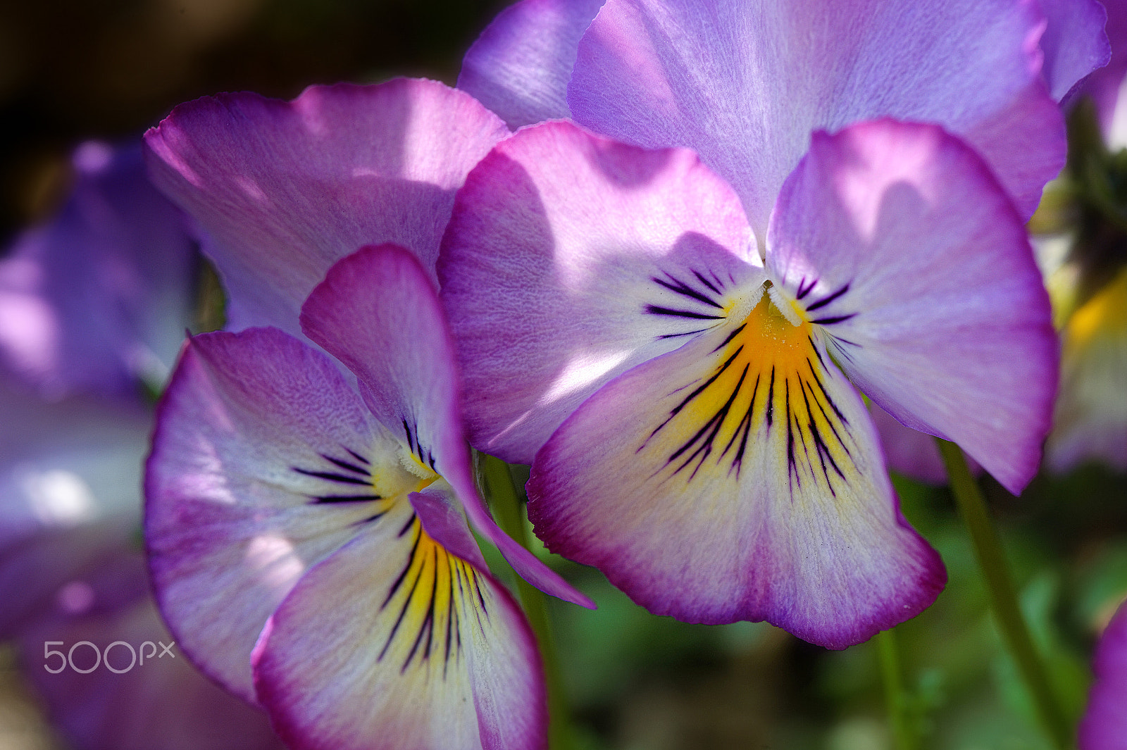 Nikon AF-S Micro-Nikkor 105mm F2.8G IF-ED VR sample photo. Hide and seek photography