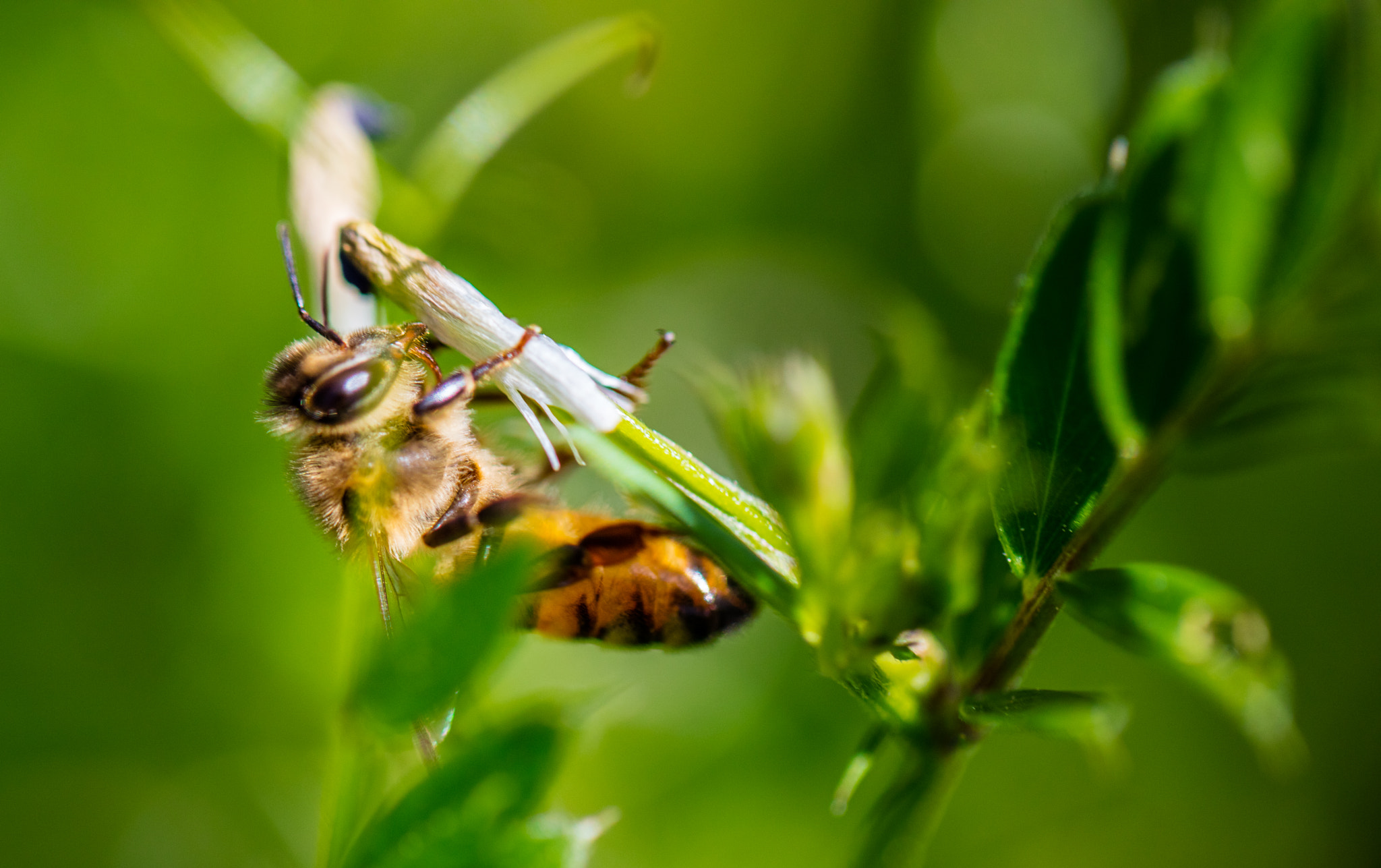 Canon EF 100mm F2.8L Macro IS USM sample photo. The buzz of hope photography