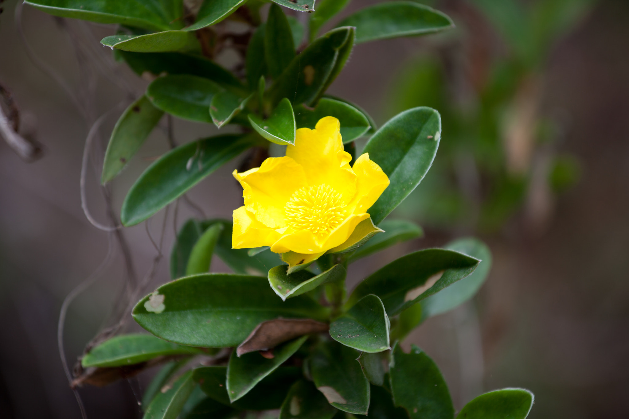 Canon EF 70-200mm F4L IS USM sample photo. Yellow flower photography