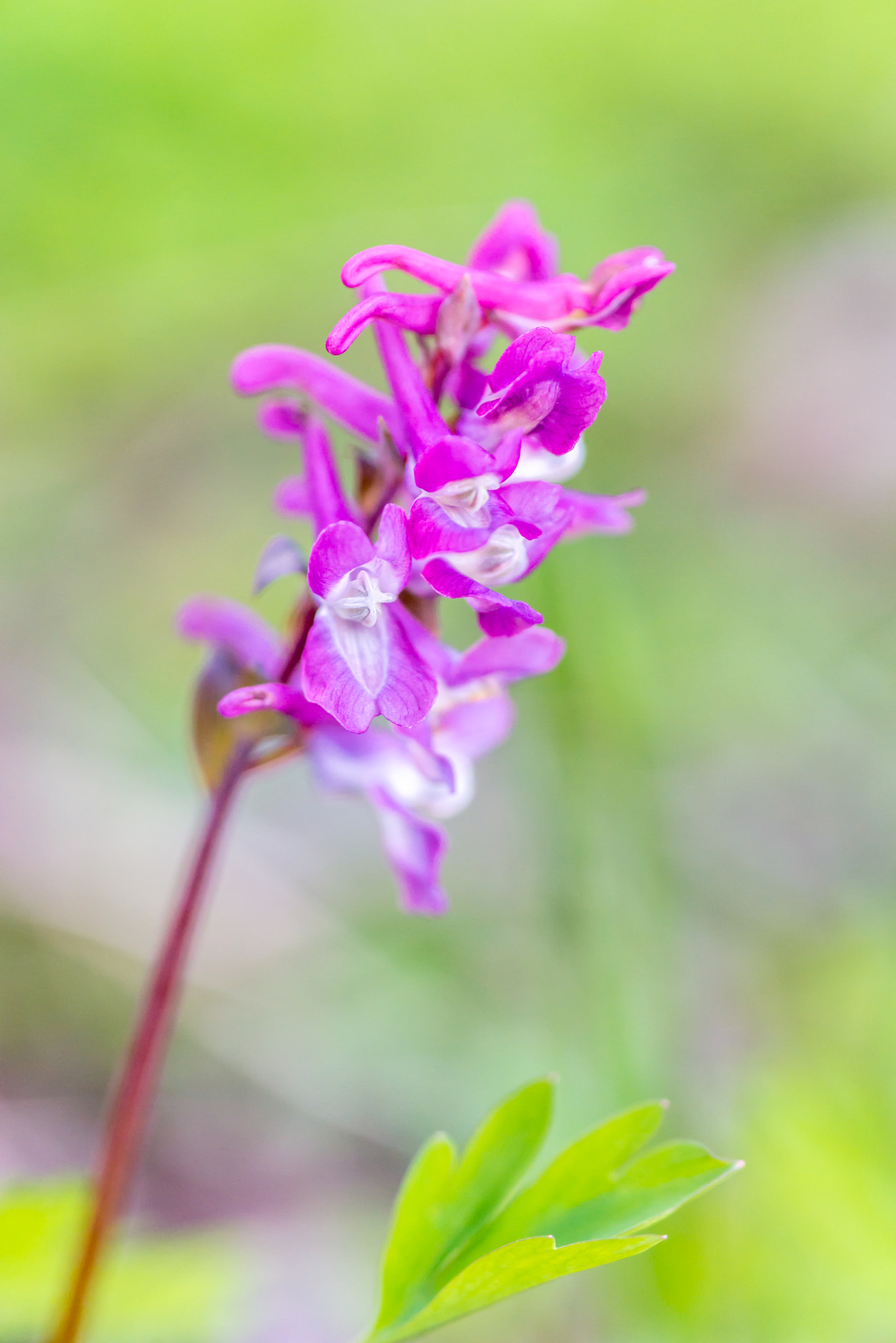 Nikon D610 + AF Micro-Nikkor 105mm f/2.8 sample photo. Spring purple orchis (orchis mascula). photography