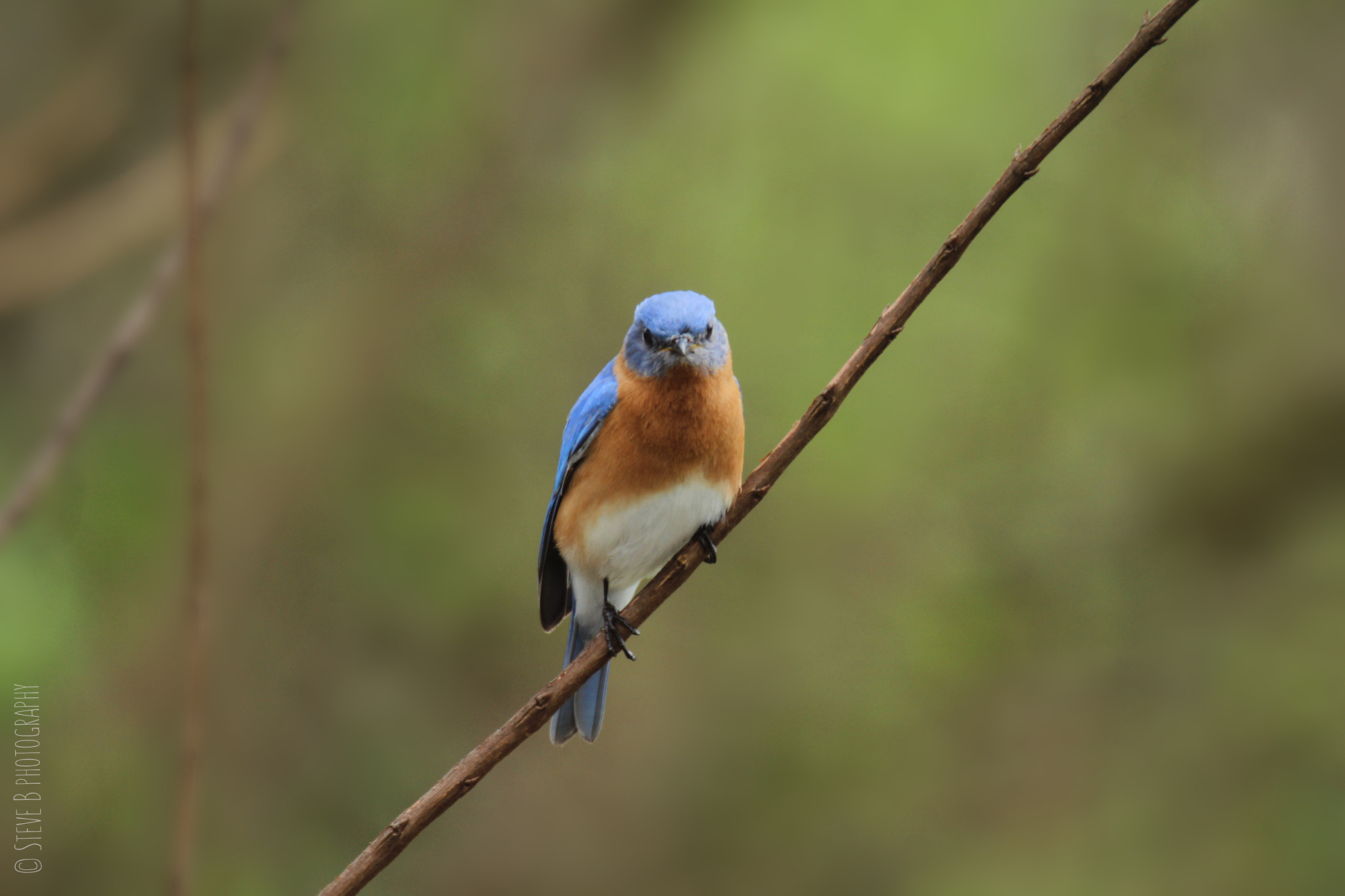 Tamron SP 150-600mm F5-6.3 Di VC USD sample photo. Male eastern bluebird photography