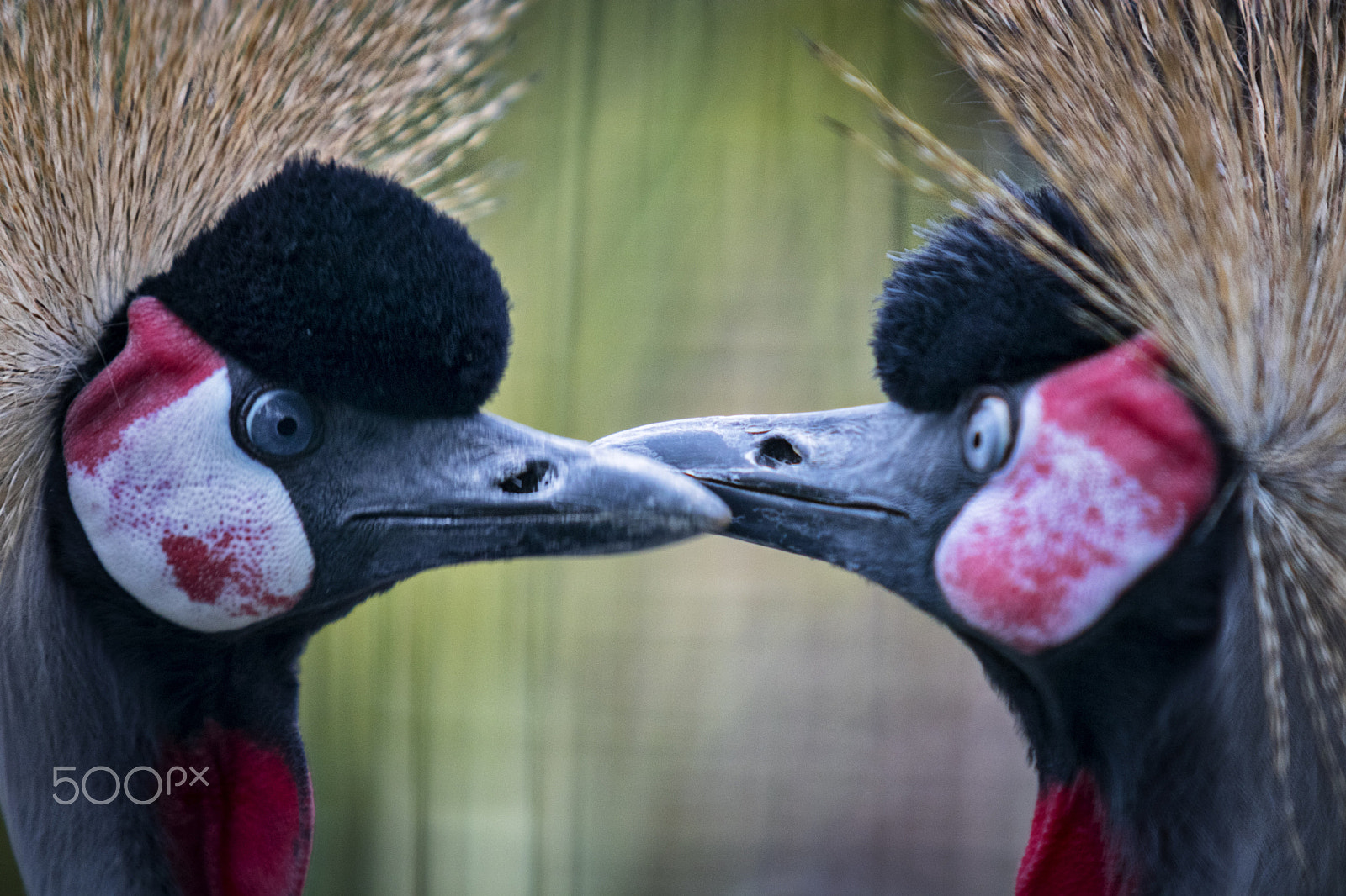 Canon EF 70-200mm F2.8L USM sample photo. Grullas coronadas - crowned cranes photography