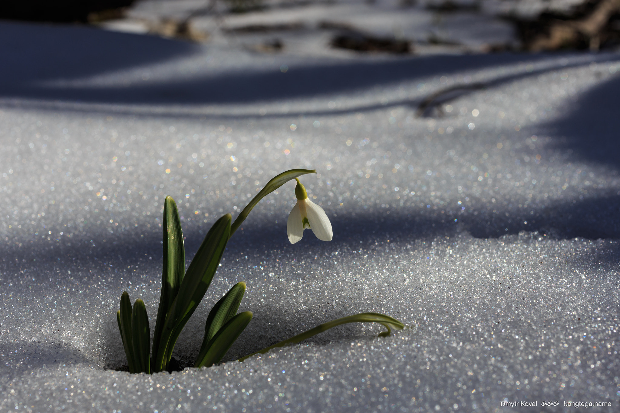 Canon EF 50mm F2.5 Macro sample photo. Snowflower in crimean mountains photography