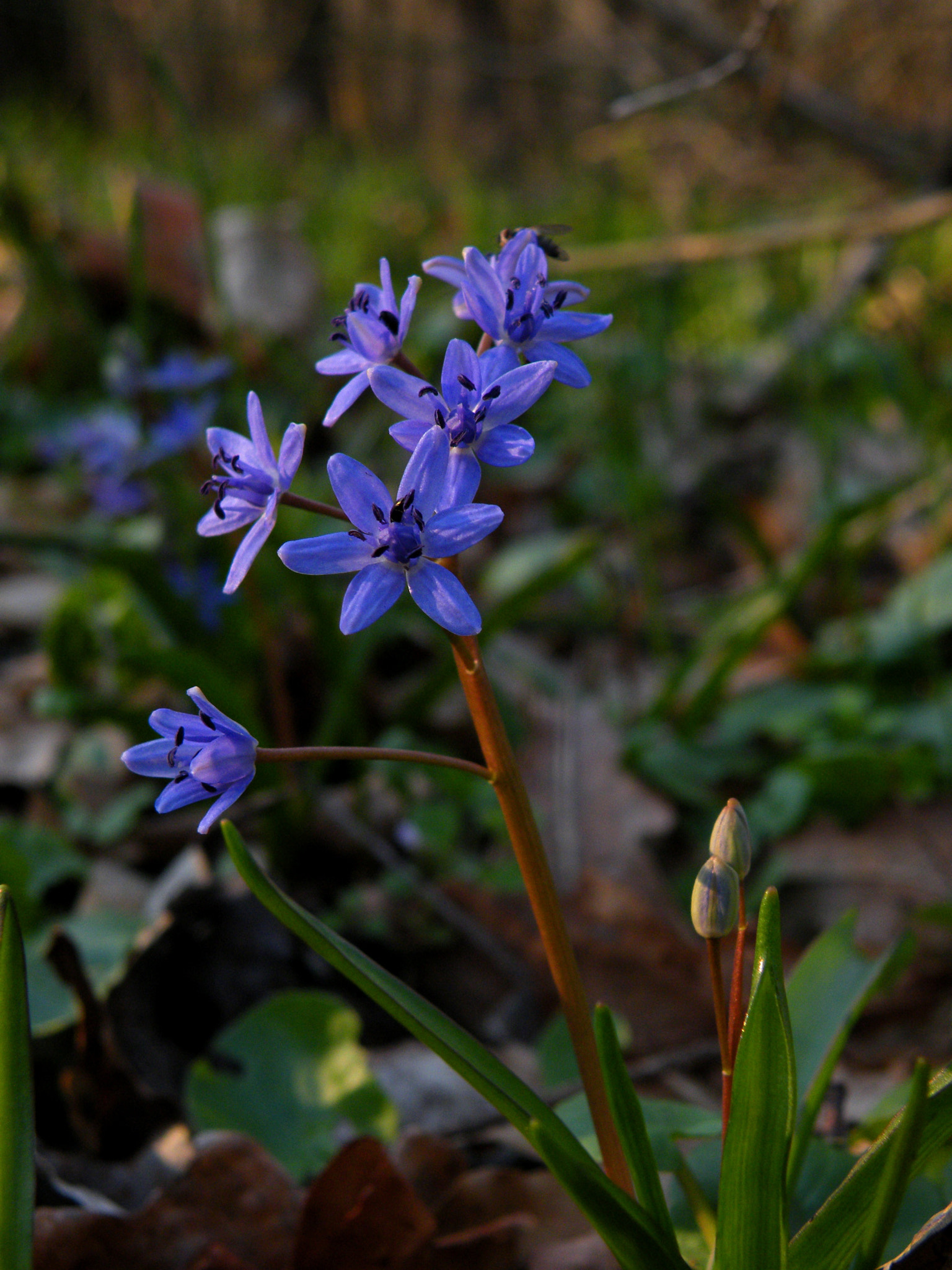 Fujifilm FinePix S8100fd sample photo. Scilla vindobonensis photography