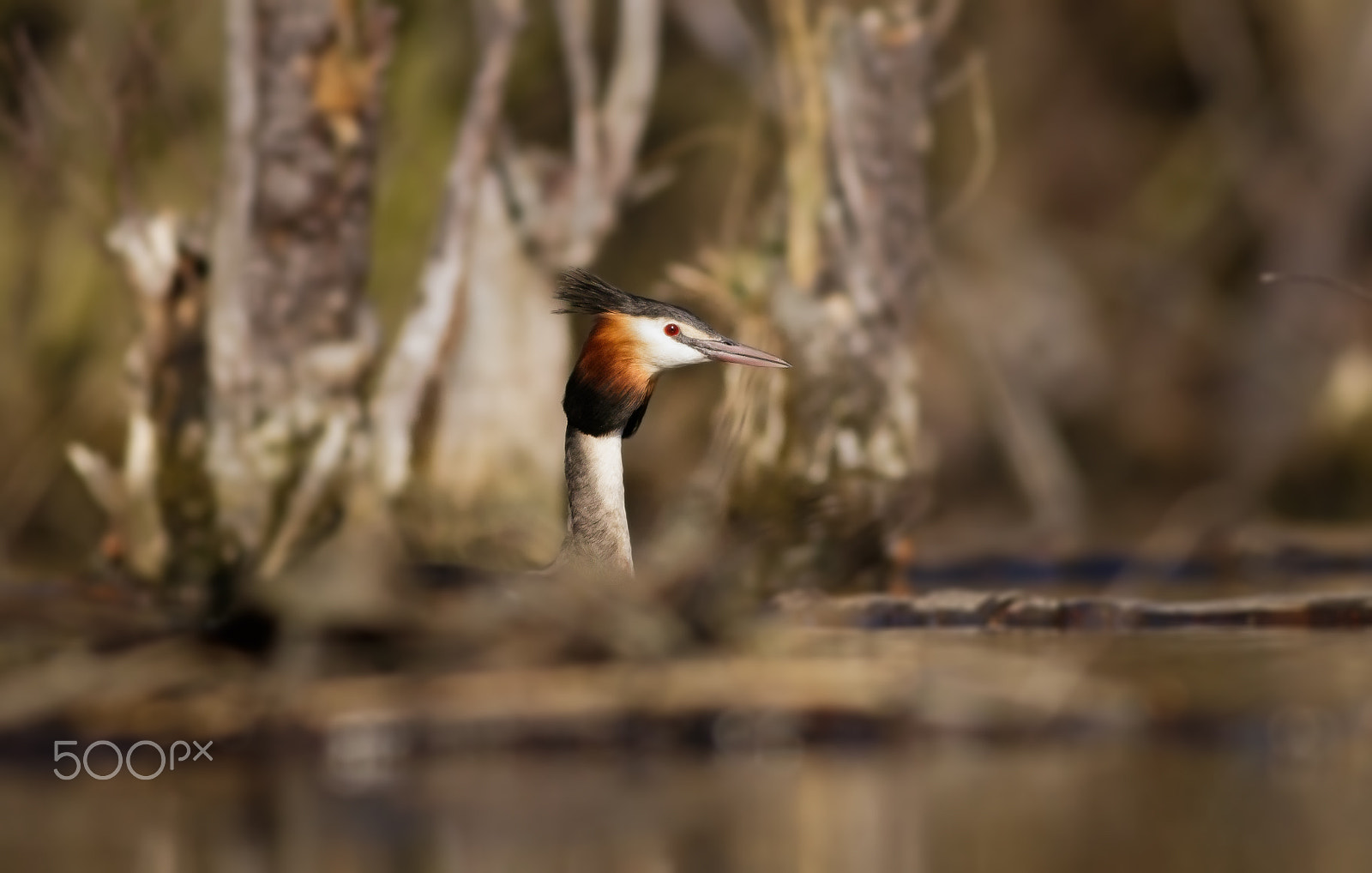 Canon EOS 80D + Canon EF 400mm F5.6L USM sample photo. Potápka roháč photography