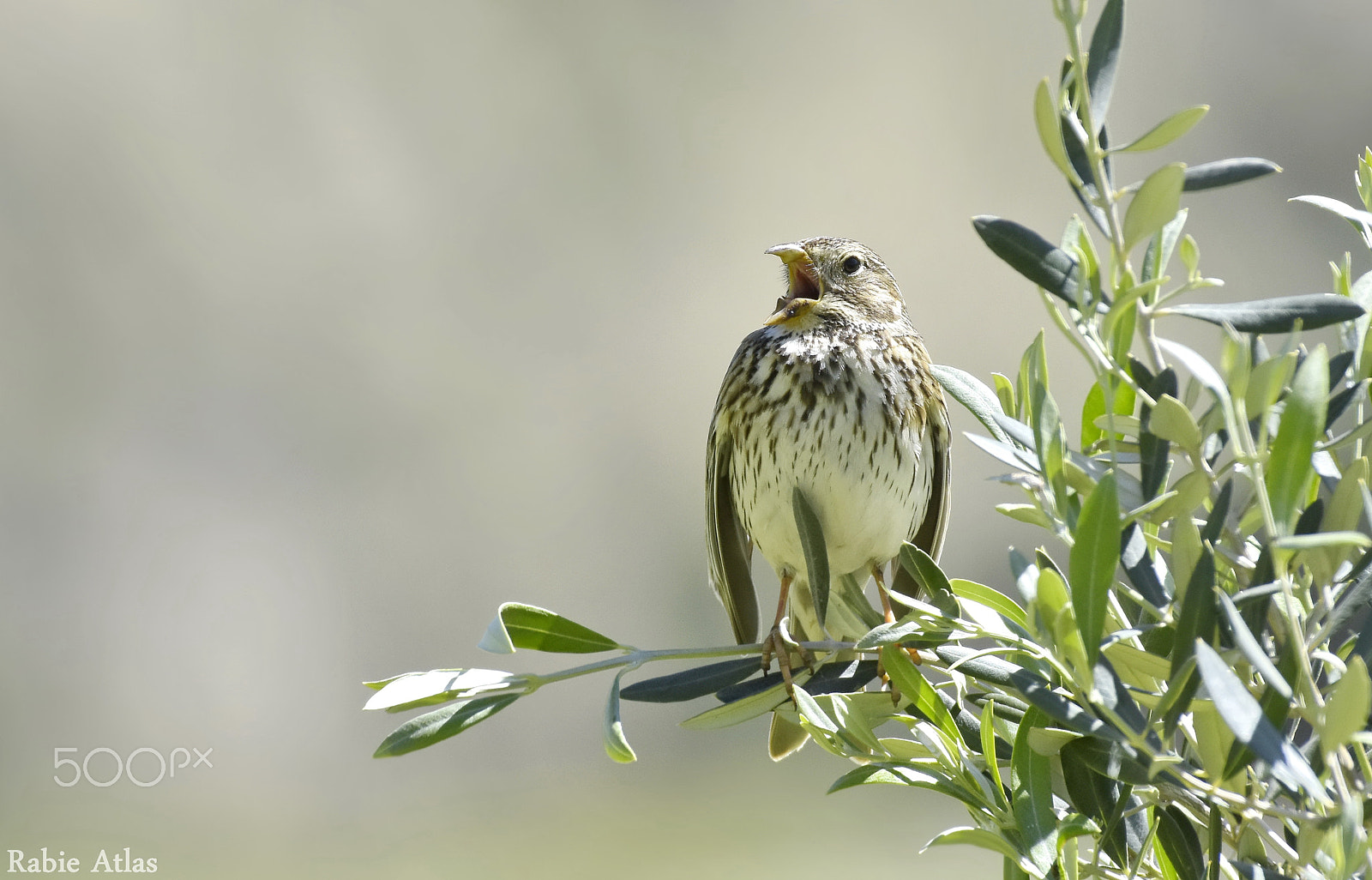 Nikon AF-S Nikkor 200-500mm F5.6E ED VR sample photo. Bruant proyer photography