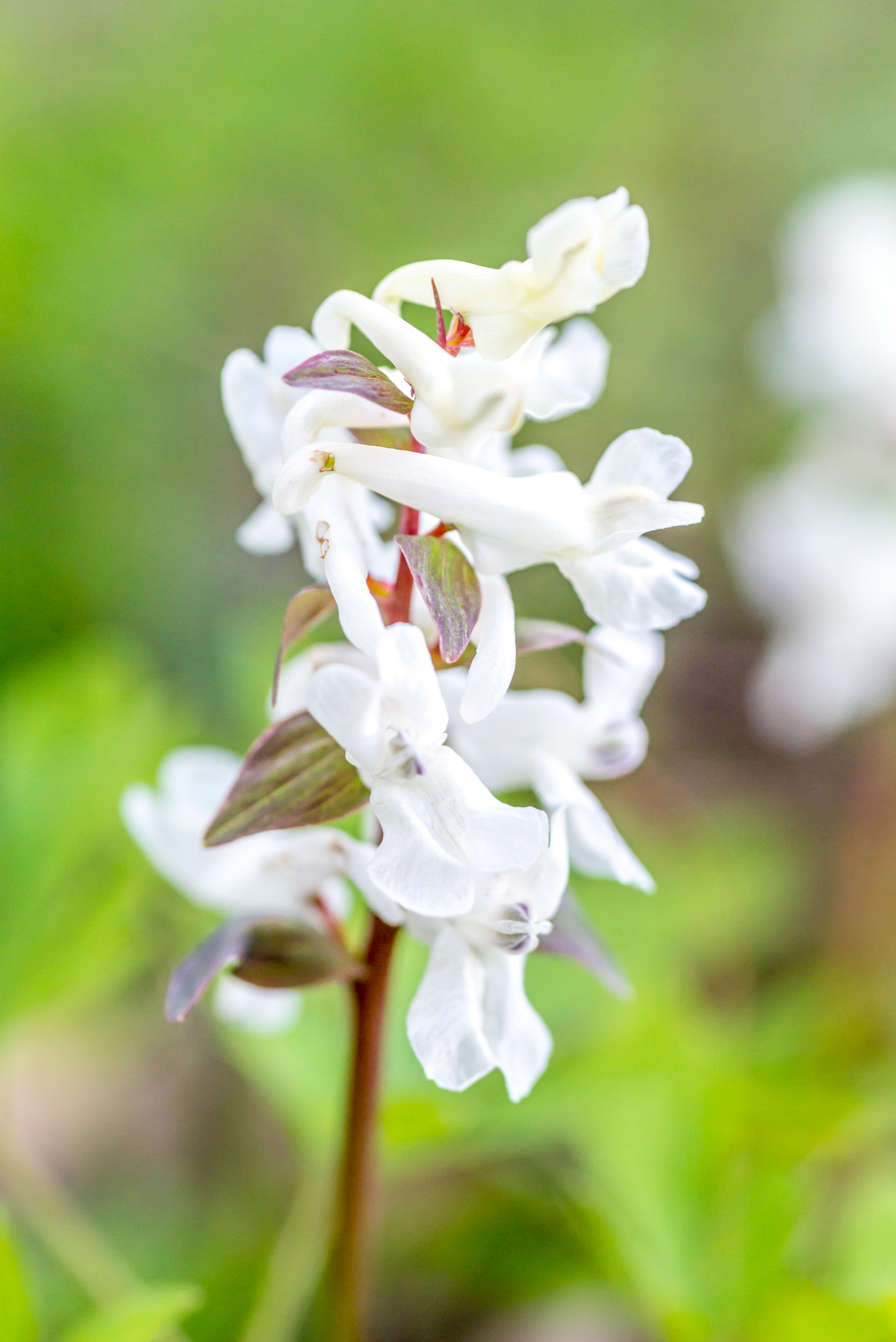 AF Micro-Nikkor 105mm f/2.8 sample photo. Spring purple orchis (orchis mascula albin). photography