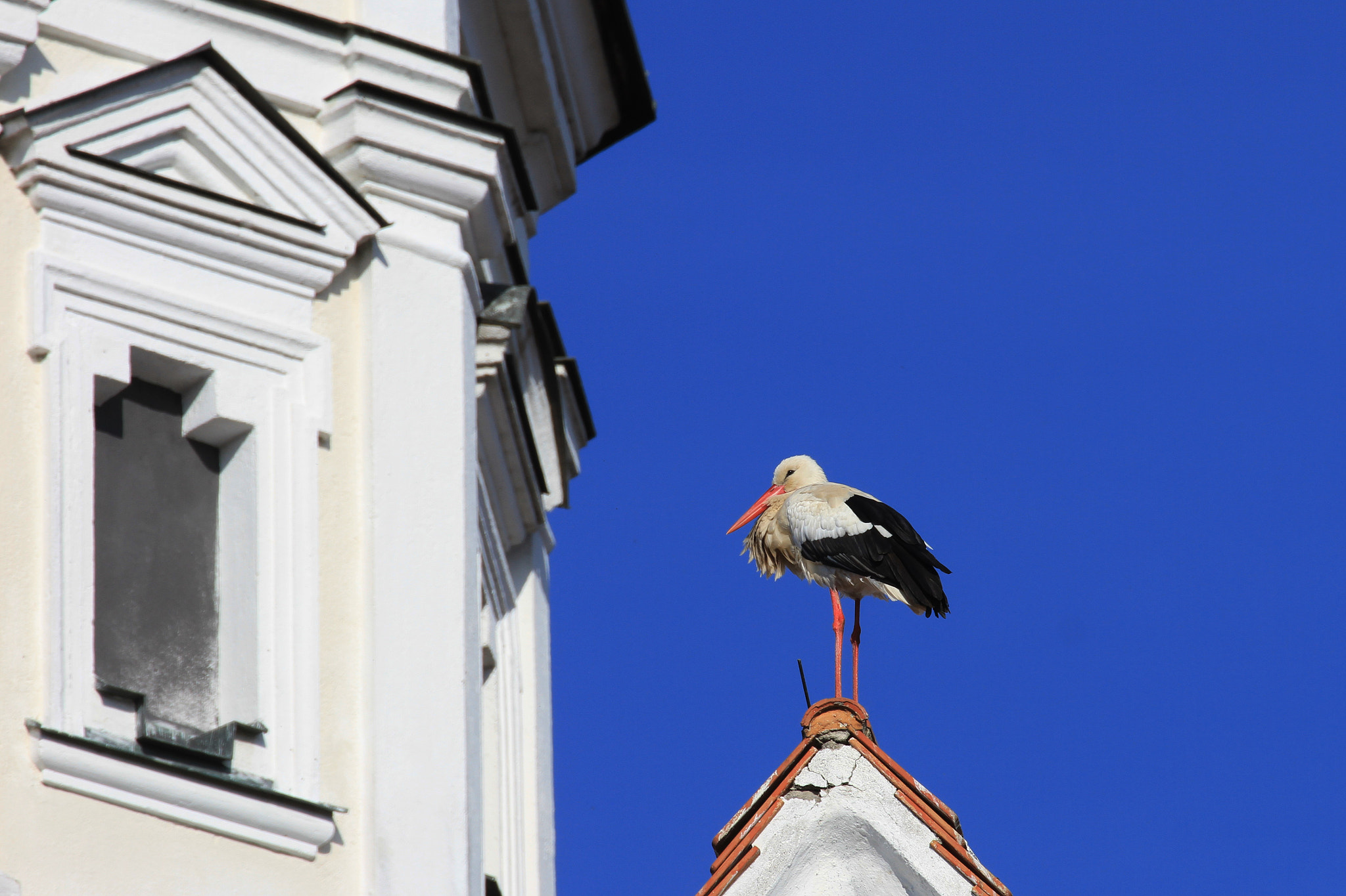 Canon EF 70-300mm F4-5.6L IS USM sample photo. Die störche sind wieder da..... photography
