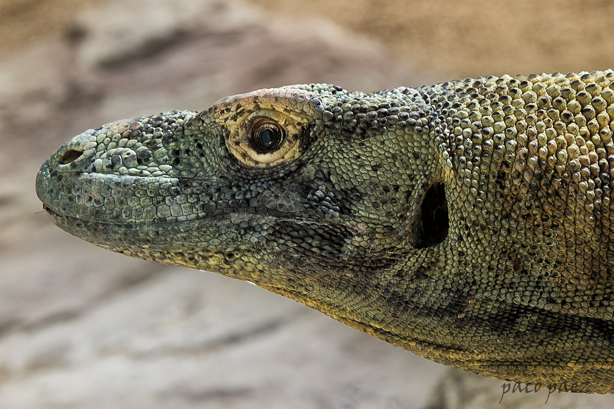 Nikon AF-S Nikkor 70-200mm F2.8G ED VR II sample photo. Dragon de komodo photography