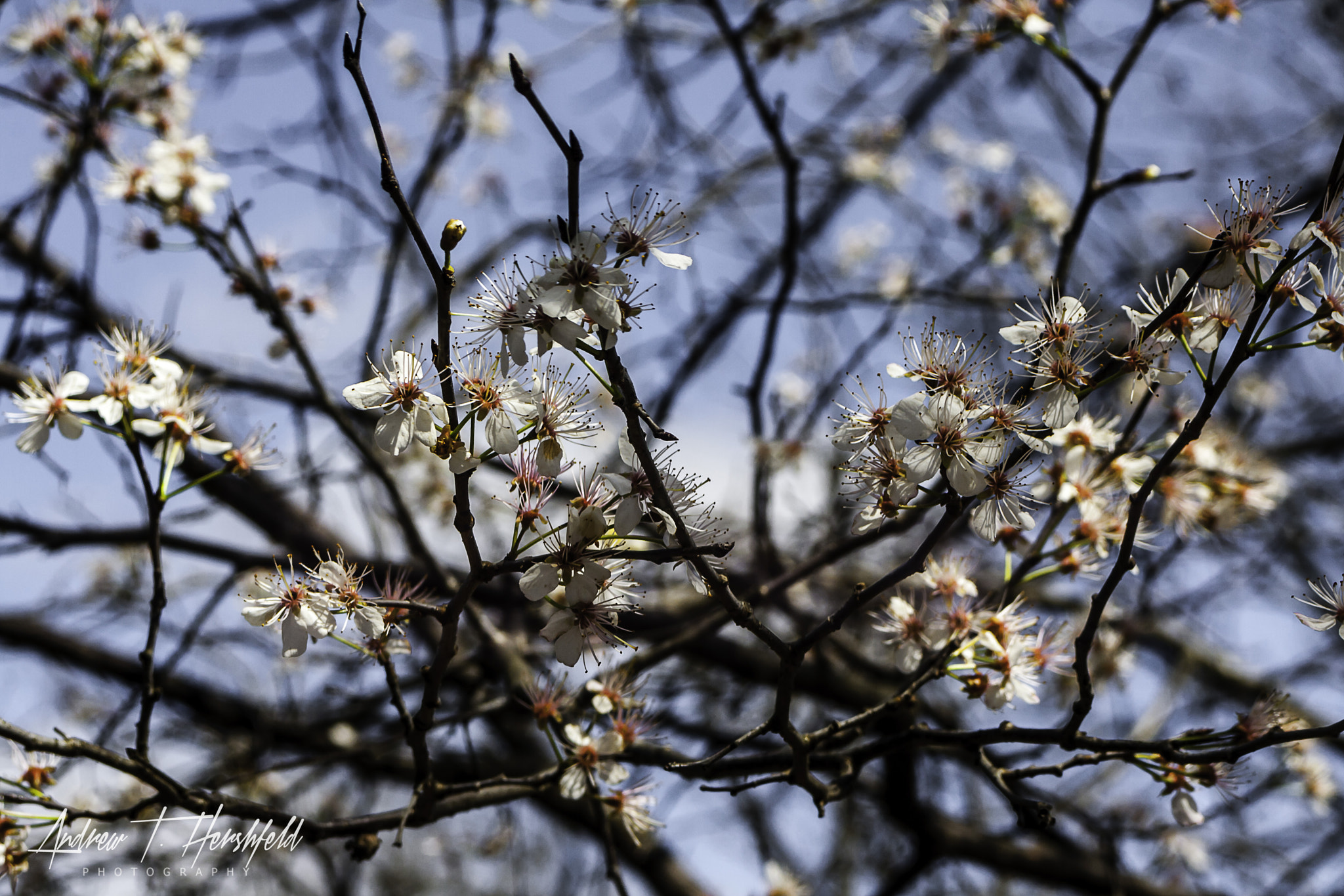 Canon EF 28-80mm f/3.5-5.6 sample photo. White flowers photography