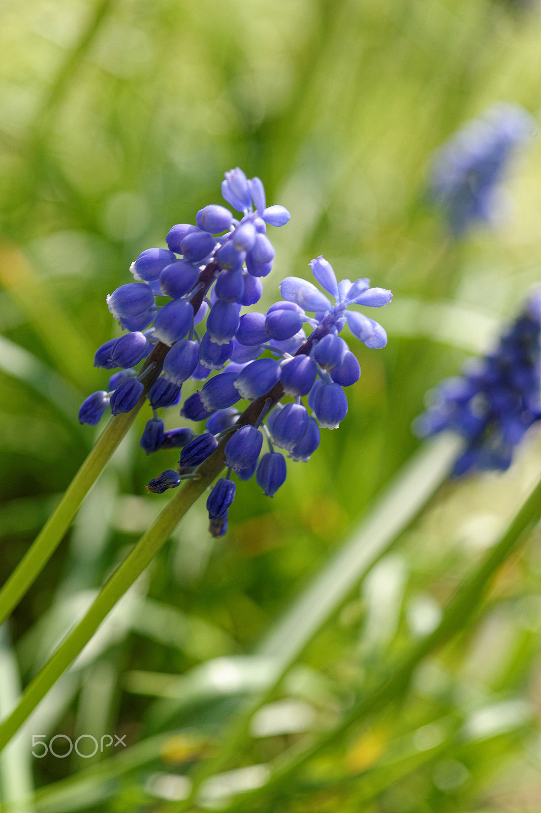 Nikon AF-S Micro-Nikkor 105mm F2.8G IF-ED VR sample photo. A deux c'est mieux... photography