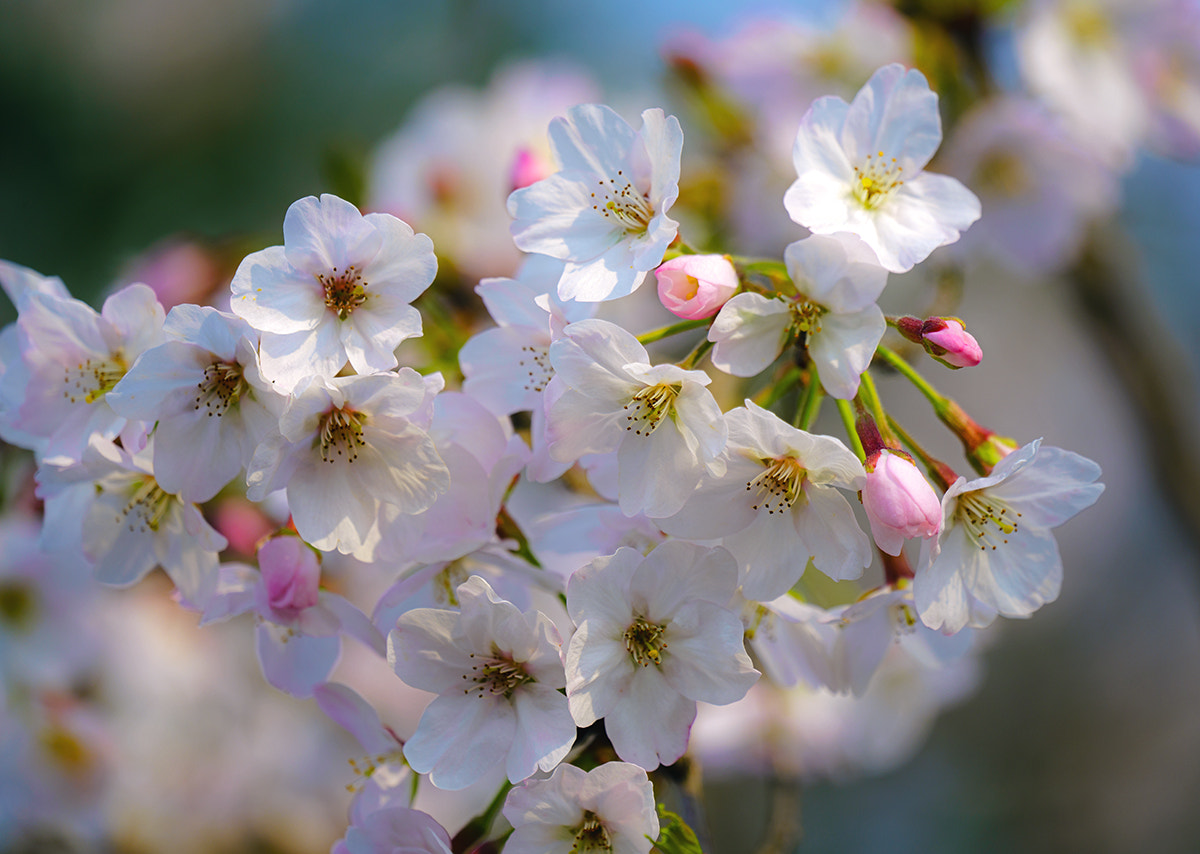 Sony a7R II + Sony FE 70-300mm F4.5-5.6 G OSS sample photo. Cherry blossom photography